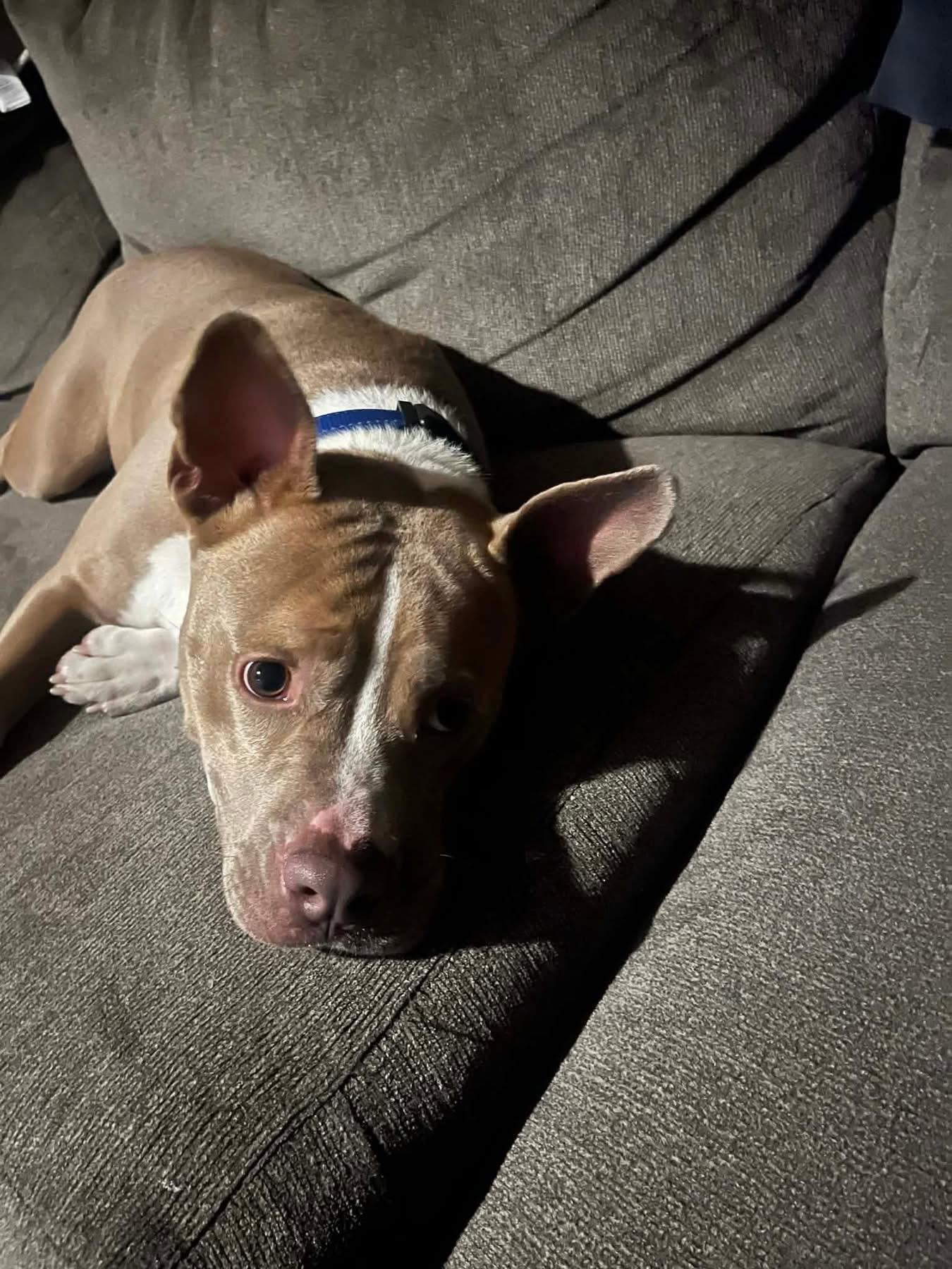 Austin, ADOPTABLE, Adult Male Mixed Breed.