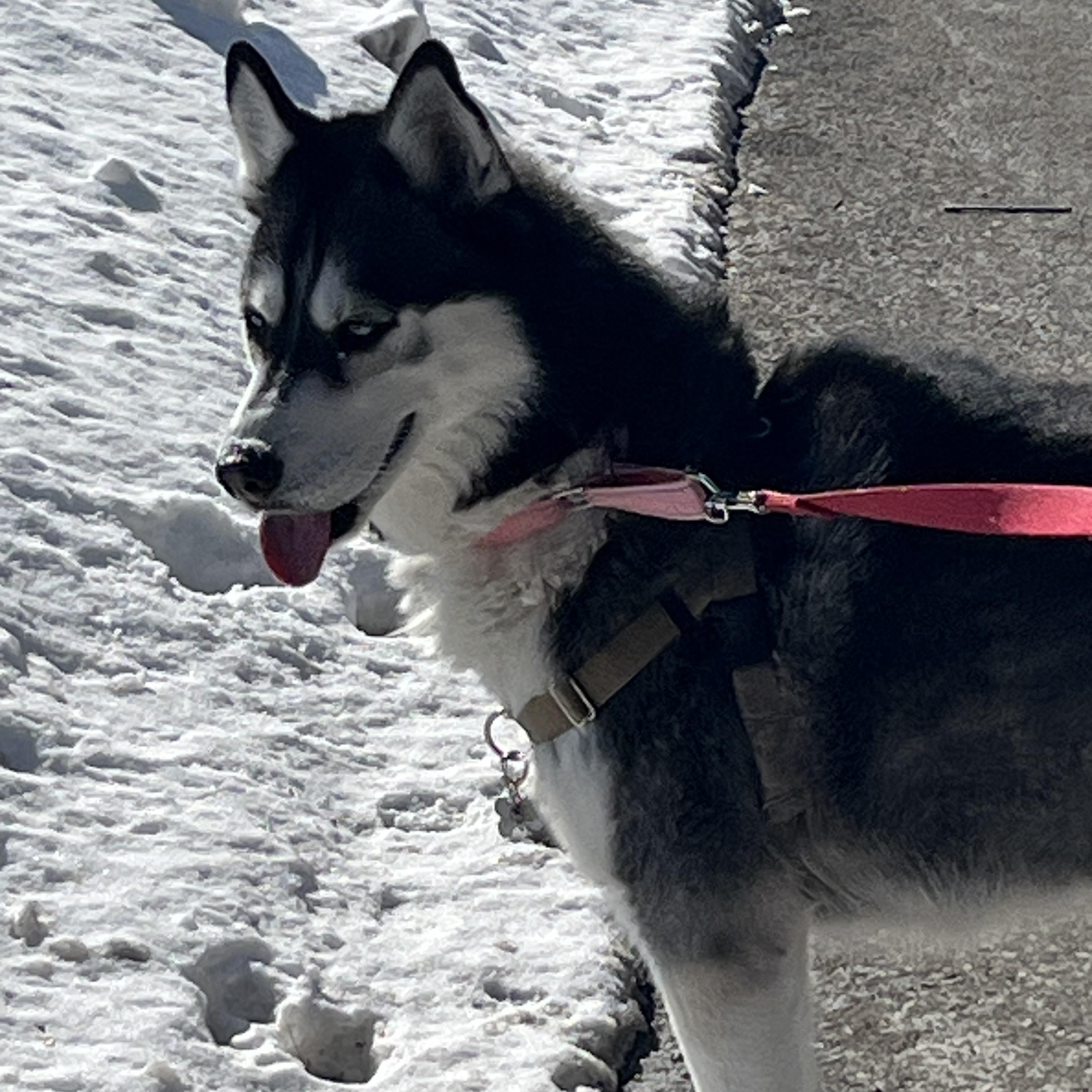 Enlarge Zara, a ADOPTABLE Siberian Husky in Mendham, NJ image 1/6