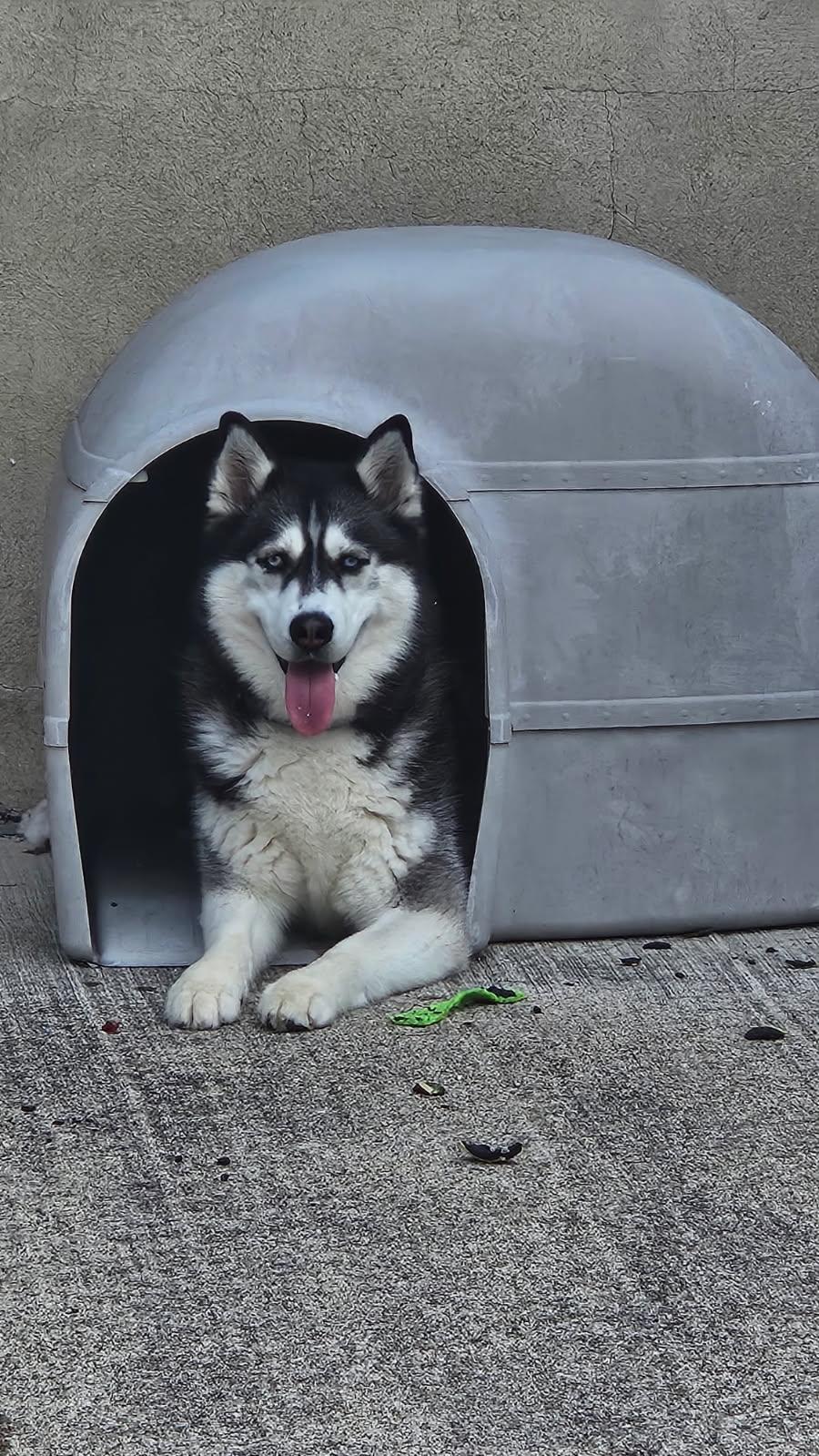 Zara, ADOPTABLE, Adult Female Siberian Husky.
