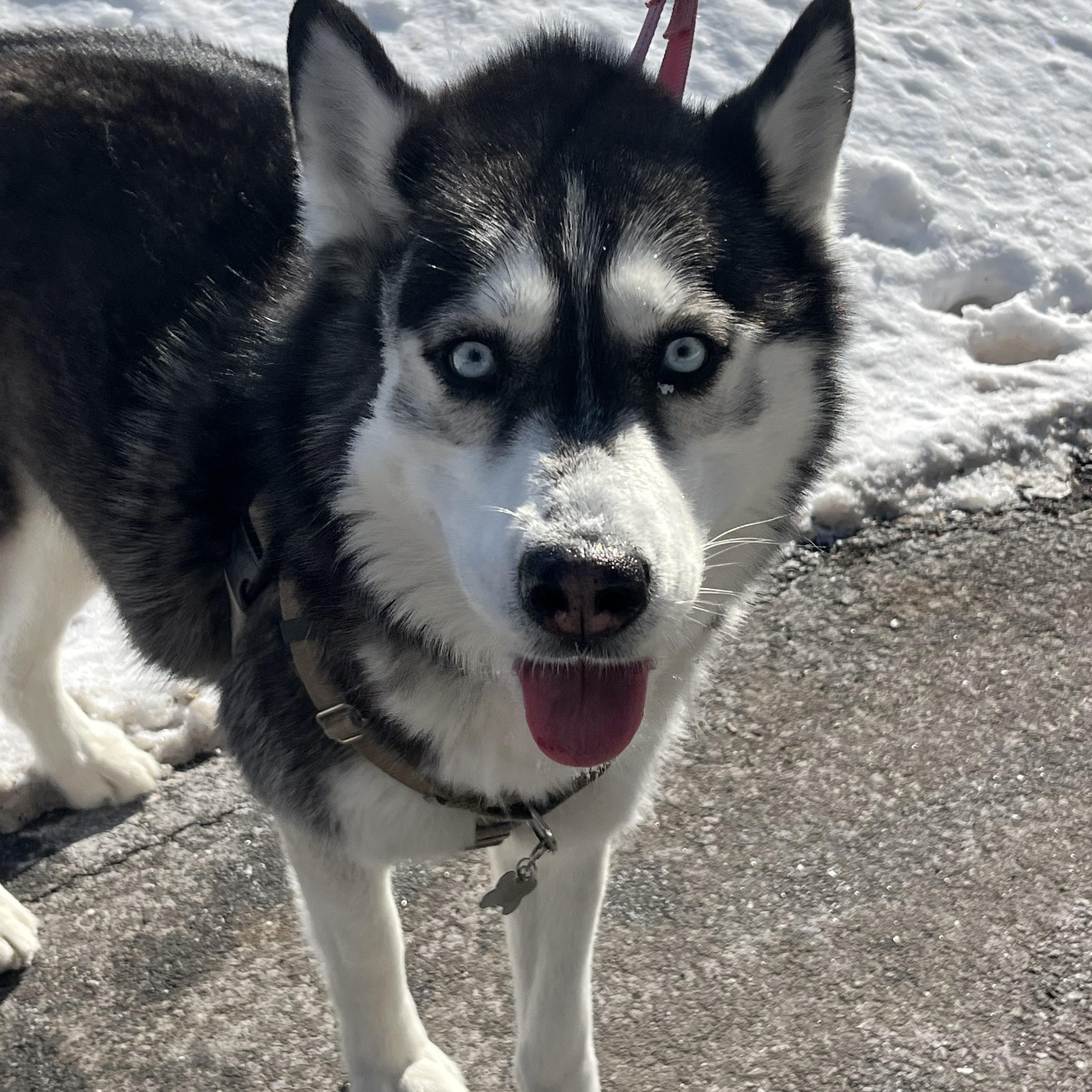 Enlarge Zara, a ADOPTABLE Siberian Husky in Mendham, NJ image 2/6