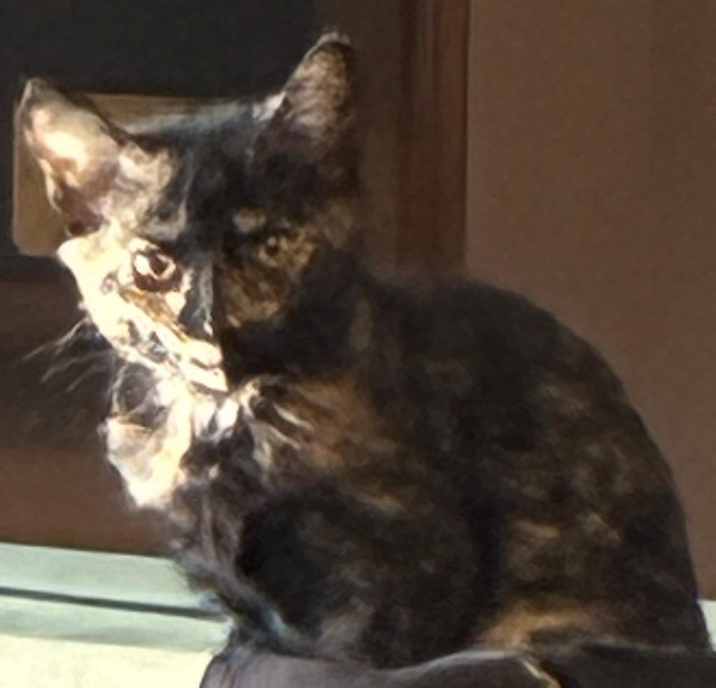Copper, Adoptable, Kitten Female Domestic Short Hair.