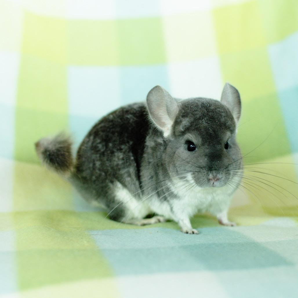 Star, Adoptable, Young Female Chinchilla.