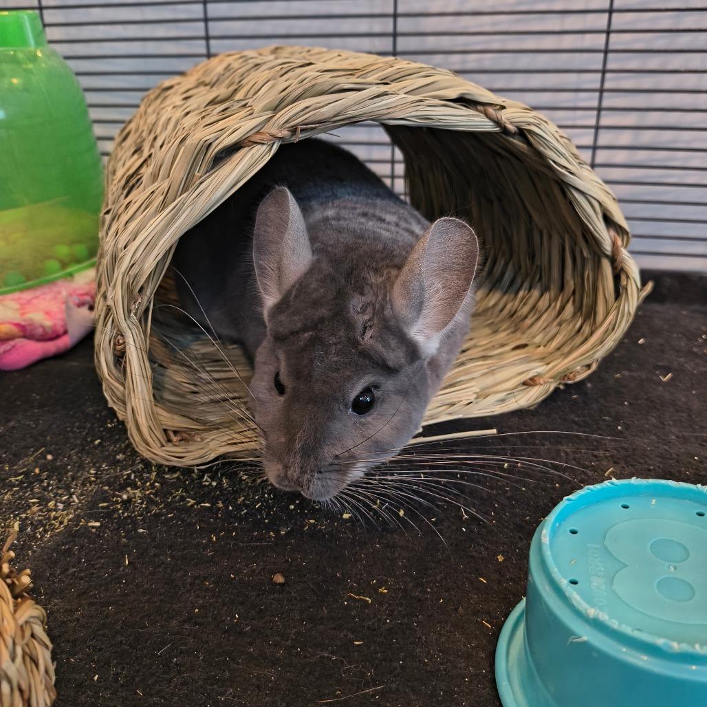 Enlarge Star, a Adoptable Chinchilla in Warwick, RI image 2/2