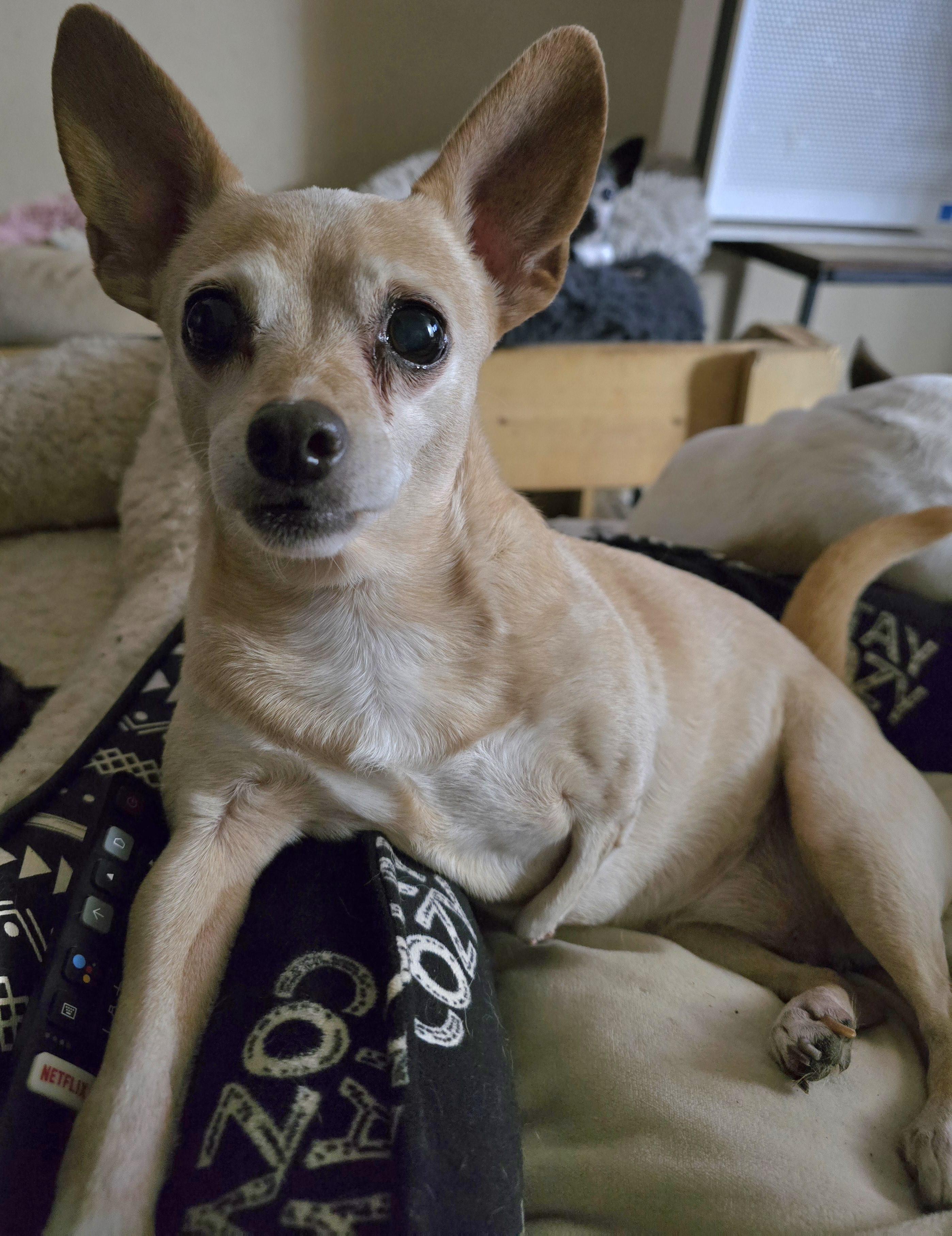 Peanut, Adoptable, Senior Female Chihuahua.