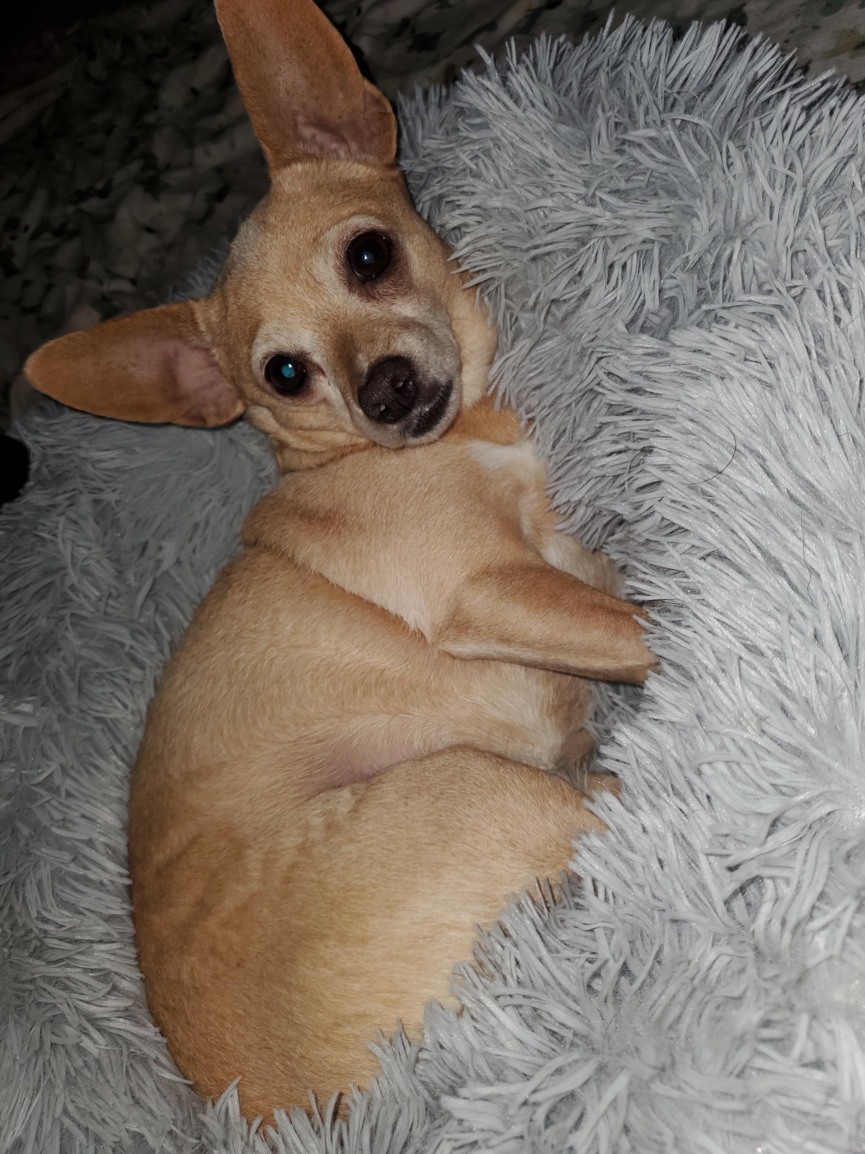 Enlarge Peanut, a Adoptable mixed breed in Selma, CA image 4/4