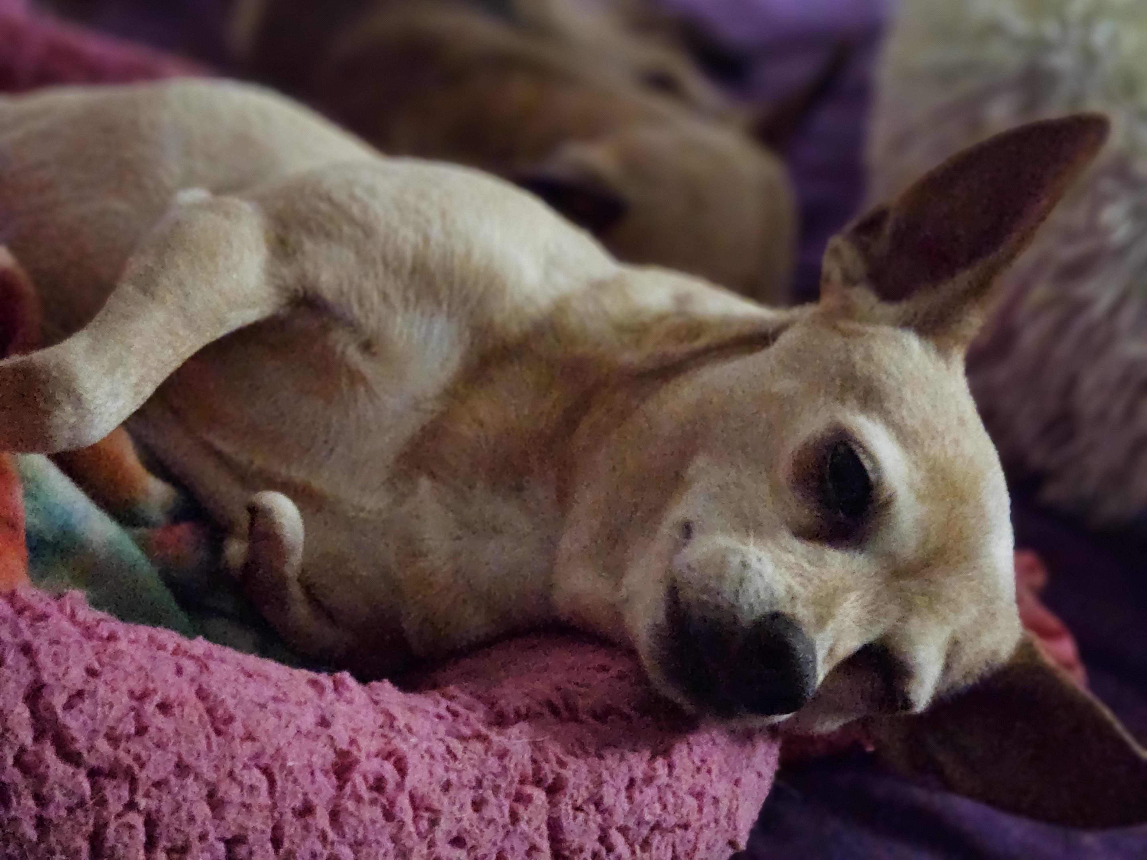 Enlarge Peanut, a Adoptable mixed breed in Selma, CA image 3/4
