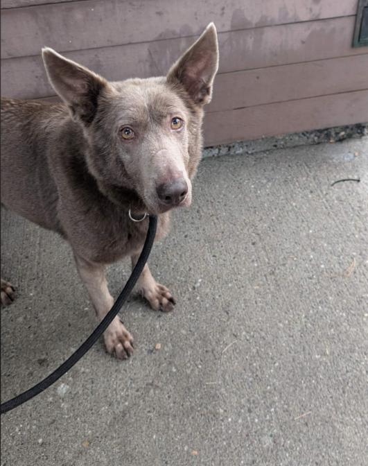 Enlarge Dove, a Adoptable mixed breed in Vancouver, BC image 1/4