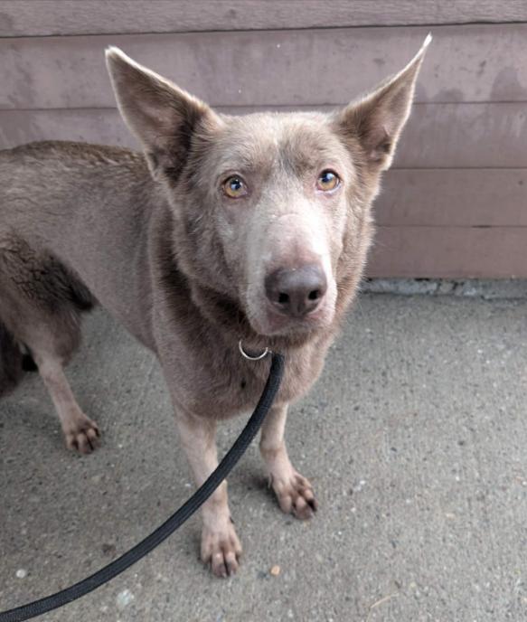 Enlarge Dove, a Adoptable mixed breed in Vancouver, BC image 3/4