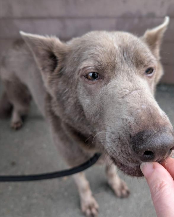 Enlarge Dove, a Adoptable mixed breed in Vancouver, BC image 4/4