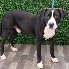 Tudney, Adoptable, Young Male Black Labrador Retriever.