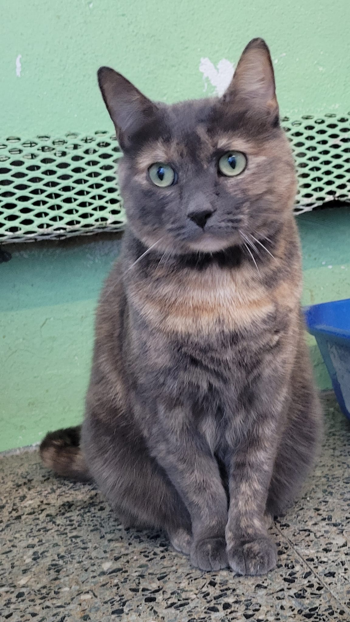 Mochachina, a Adoptable Domestic Short Hair in Freeport, NY image 6/12