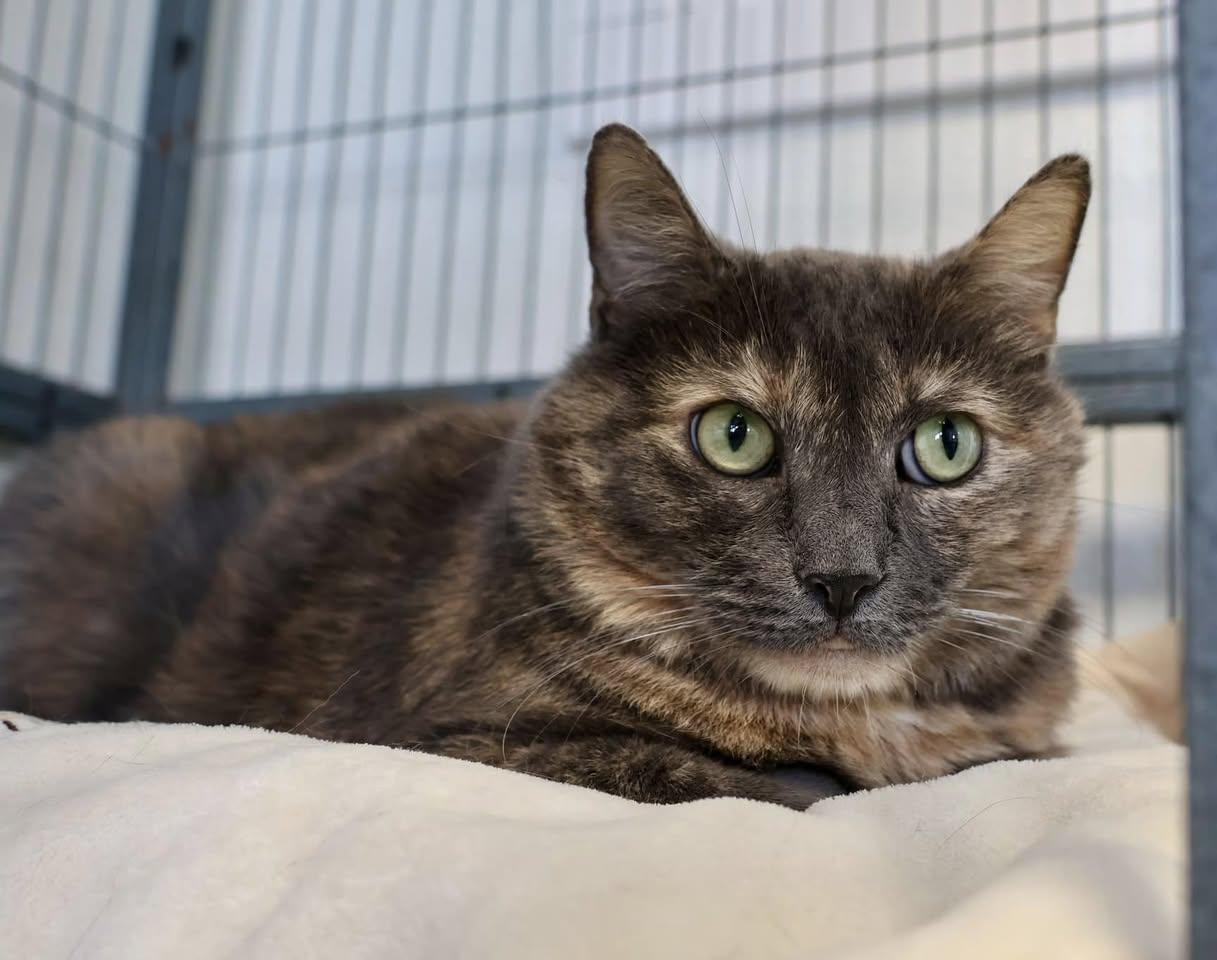 Mochachina, a Adoptable Domestic Short Hair in Freeport, NY image 2/12