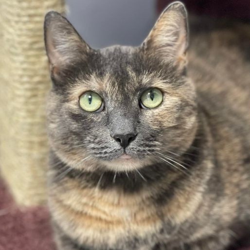 Mochachina, a Adoptable Domestic Short Hair in Freeport, NY image 1/12