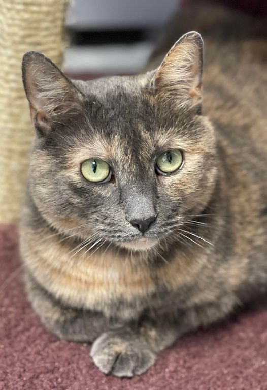 Enlarge Mochachina, a Adoptable Domestic Short Hair in Freeport, NY image 10/12
