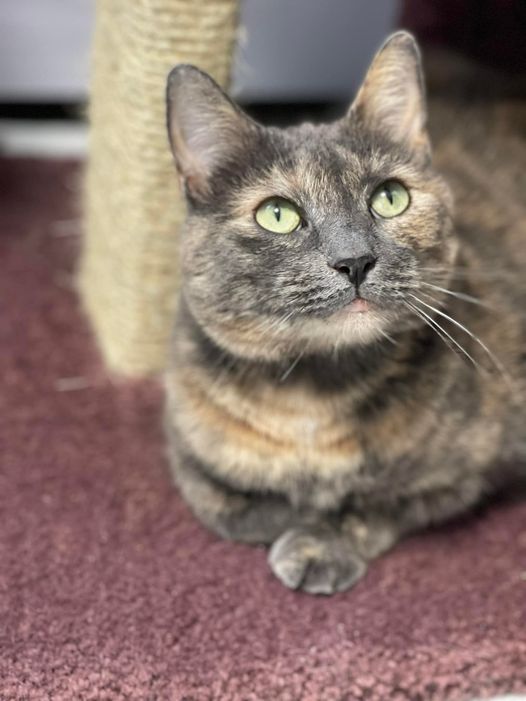 Enlarge Mochachina, a Adoptable Domestic Short Hair in Freeport, NY image 8/12