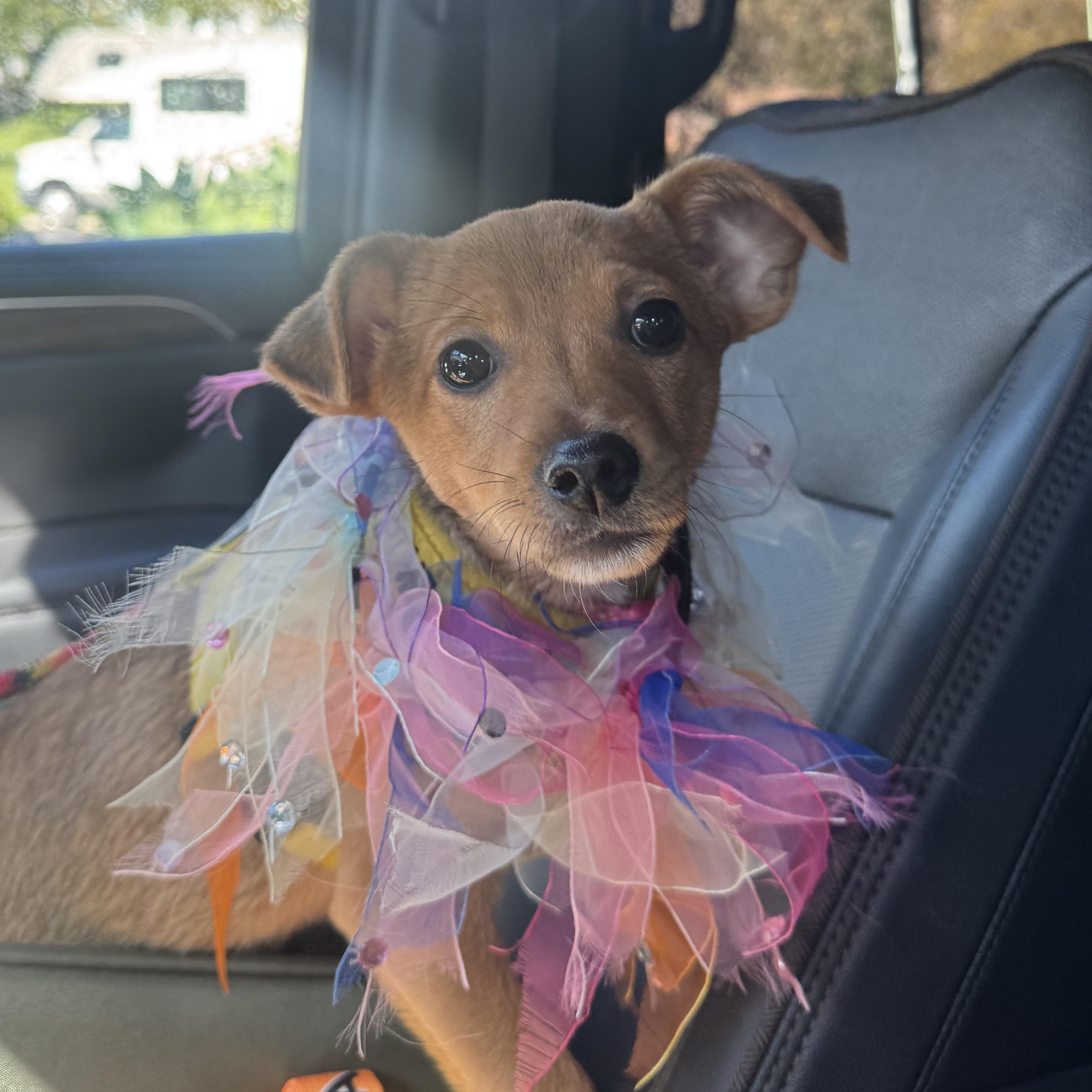 Pipsqueak, Adoptable, Puppy Female Chihuahua.