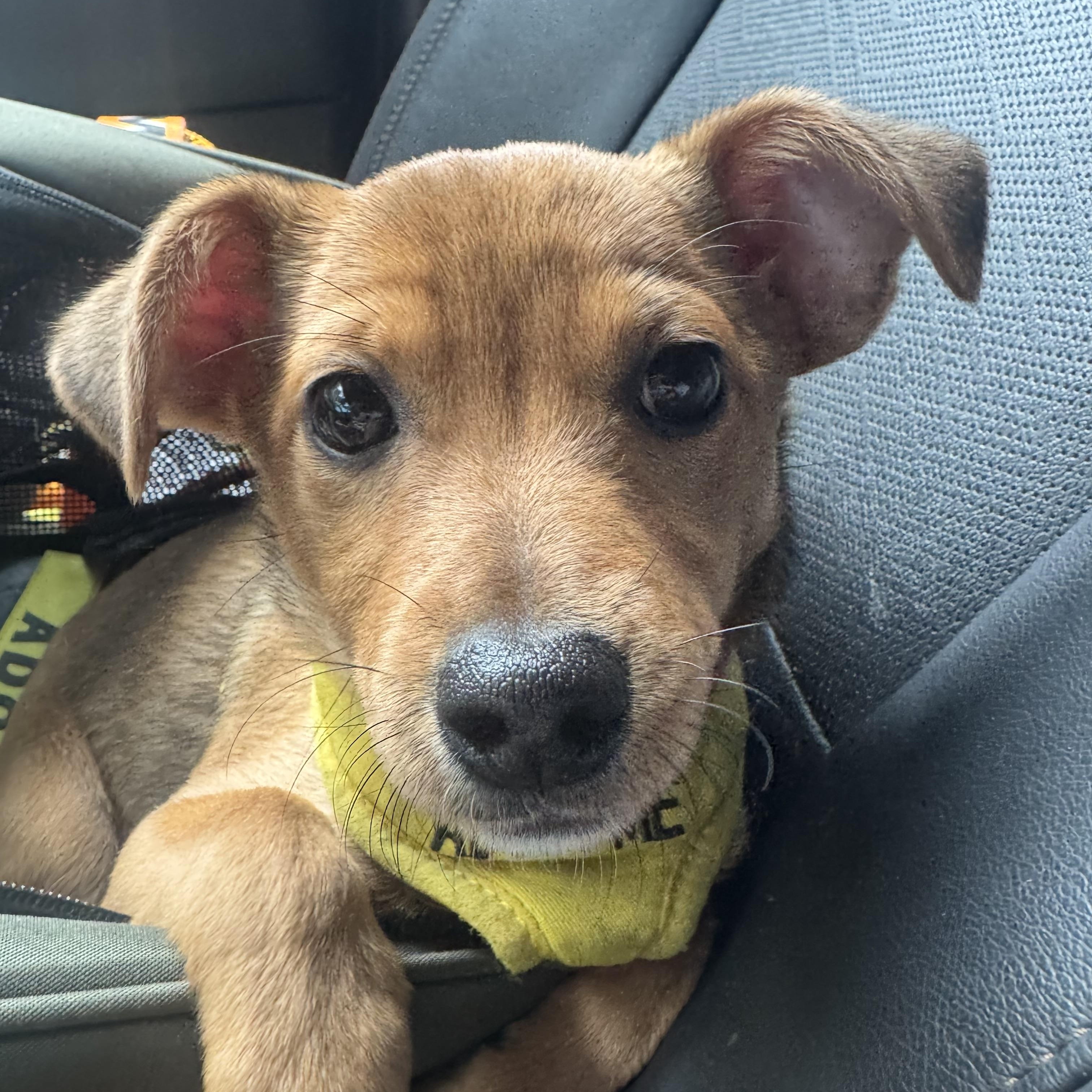 Pipsqueak, a Adoptable mixed breed in Santa Barbara, CA image 2/6