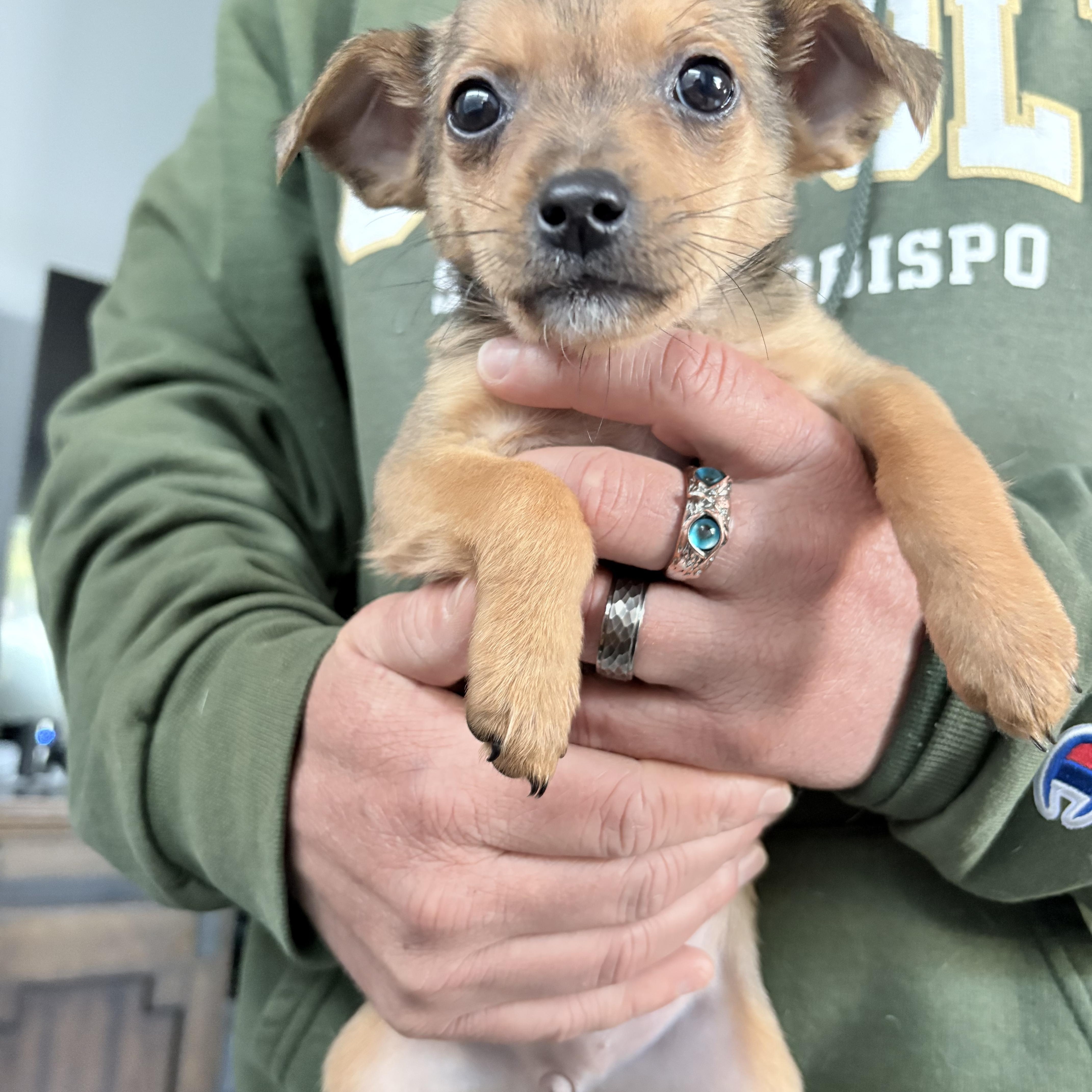 Pipsqueak, Adoptable, Puppy Female Chihuahua.