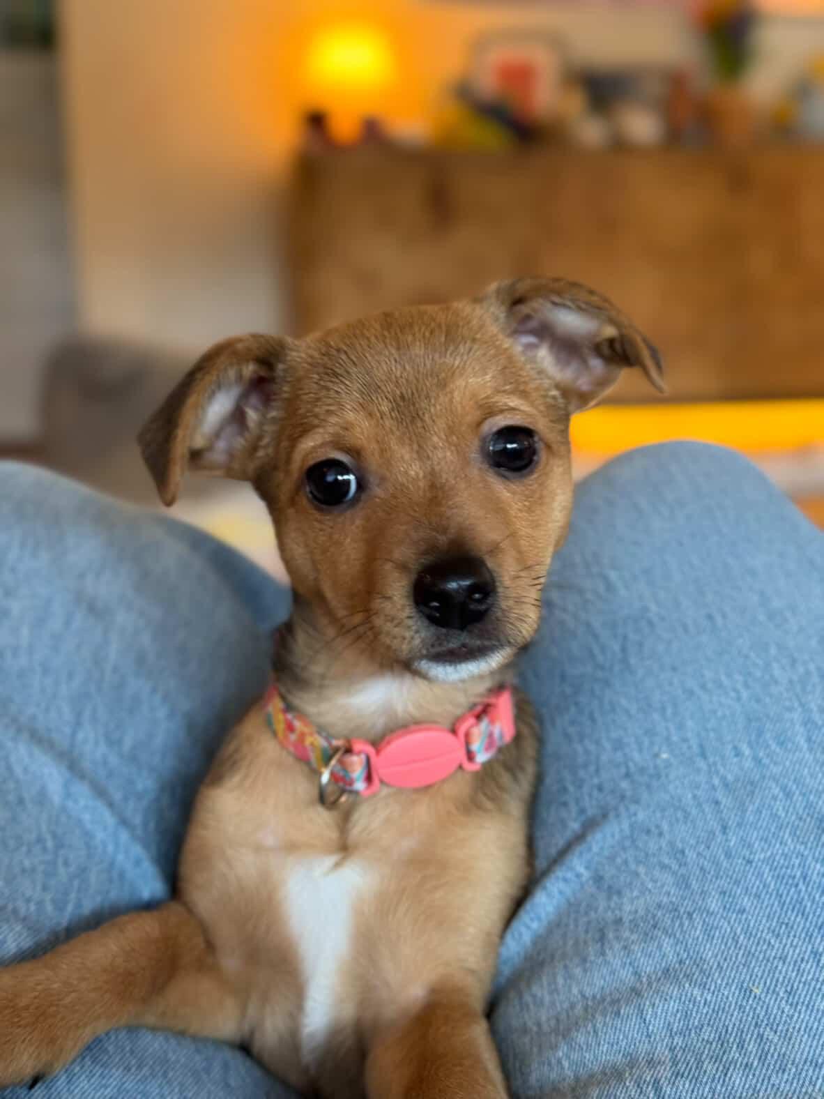 Pipsqueak, a Adoptable mixed breed in Santa Barbara, CA image 6/6