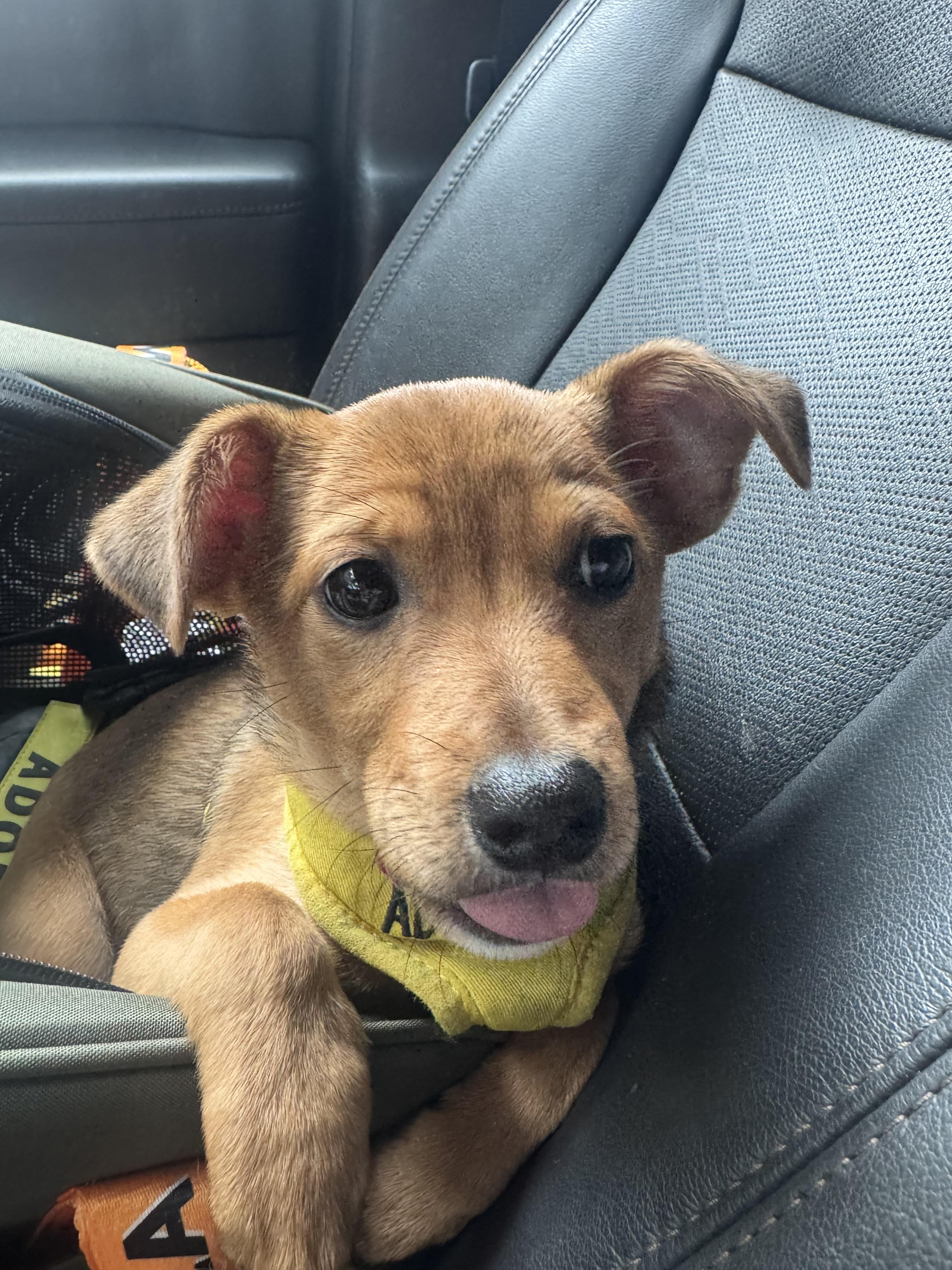 Pipsqueak, a Adoptable mixed breed in Santa Barbara, CA image 5/6