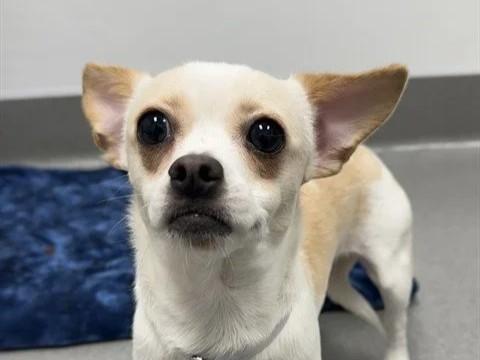 Enlarge WHISPA, a Adoptable Chihuahua in Palo Alto, CA image 1/1