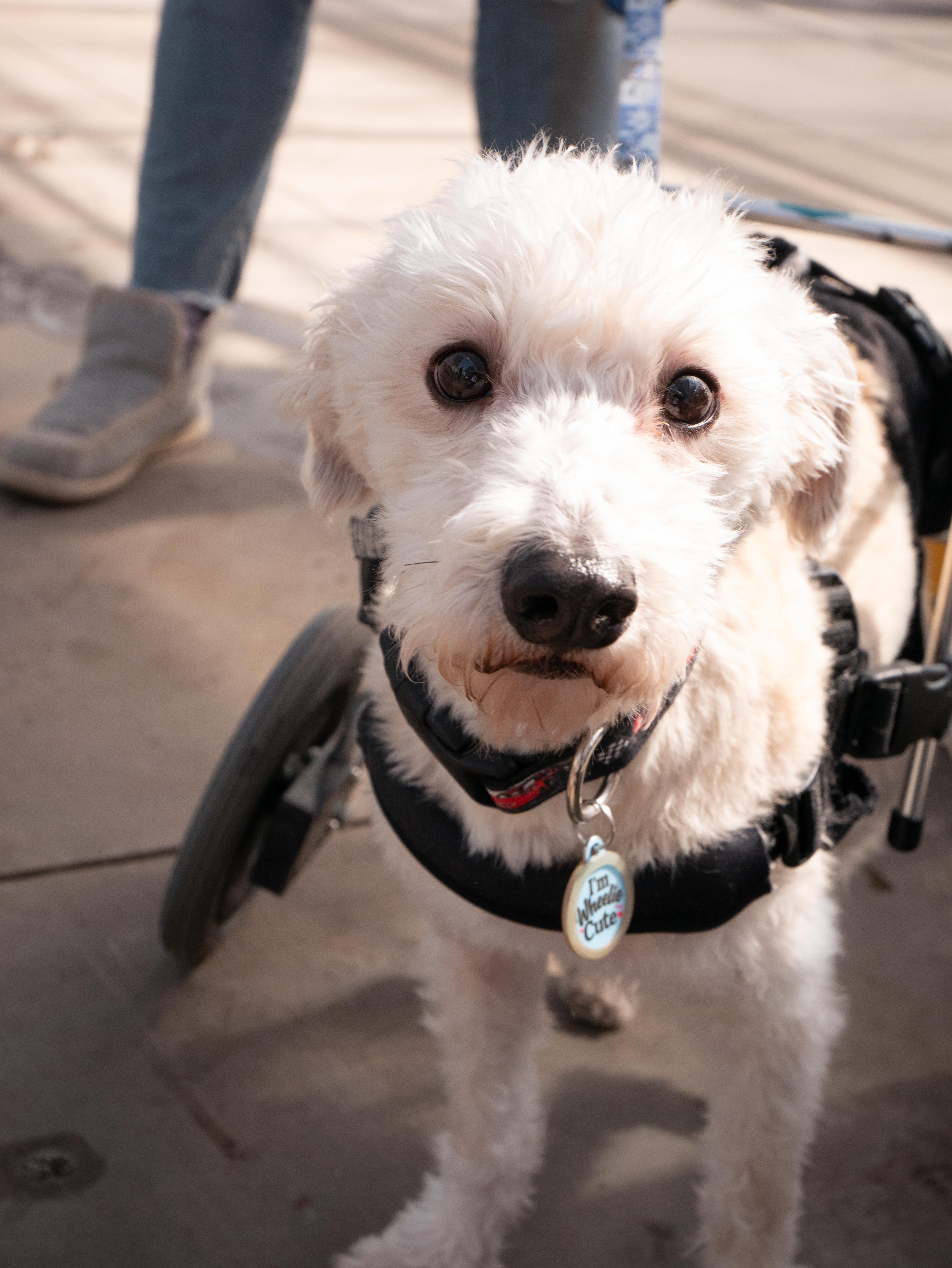 Enlarge Owen, a Adoptable mixed breed in Minneapolis, MN image 1/6