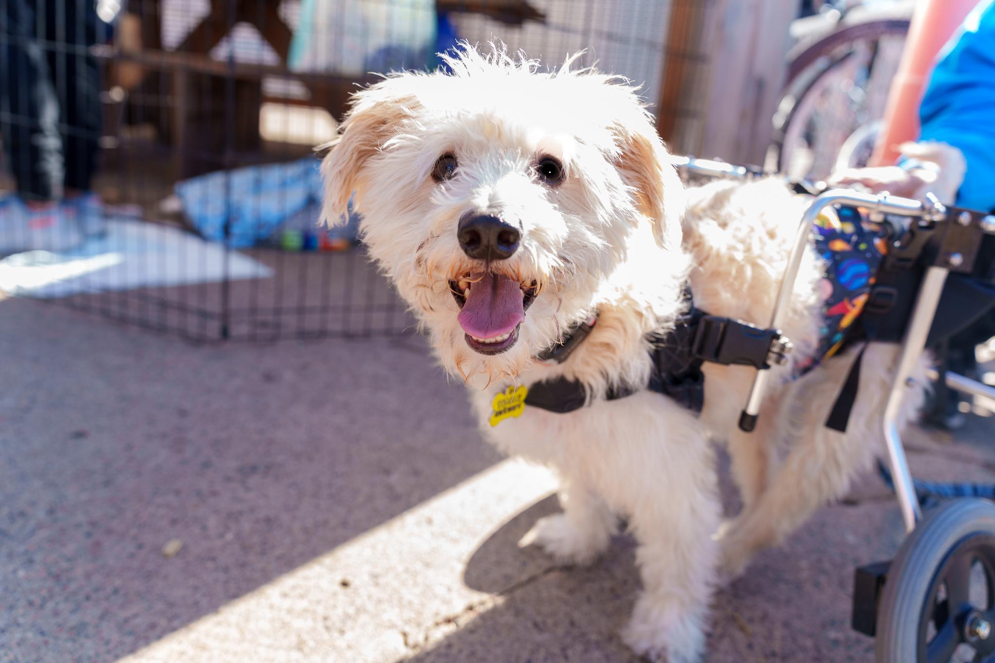 Owen, Adoptable, Adult Male Terrier & Mixed Breed.