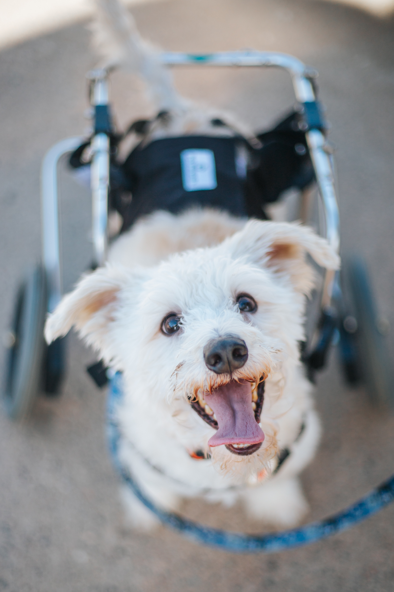 Owen, an adoptable Terrier, Mixed Breed in Minneapolis, MN, 55407 | Photo Image 5