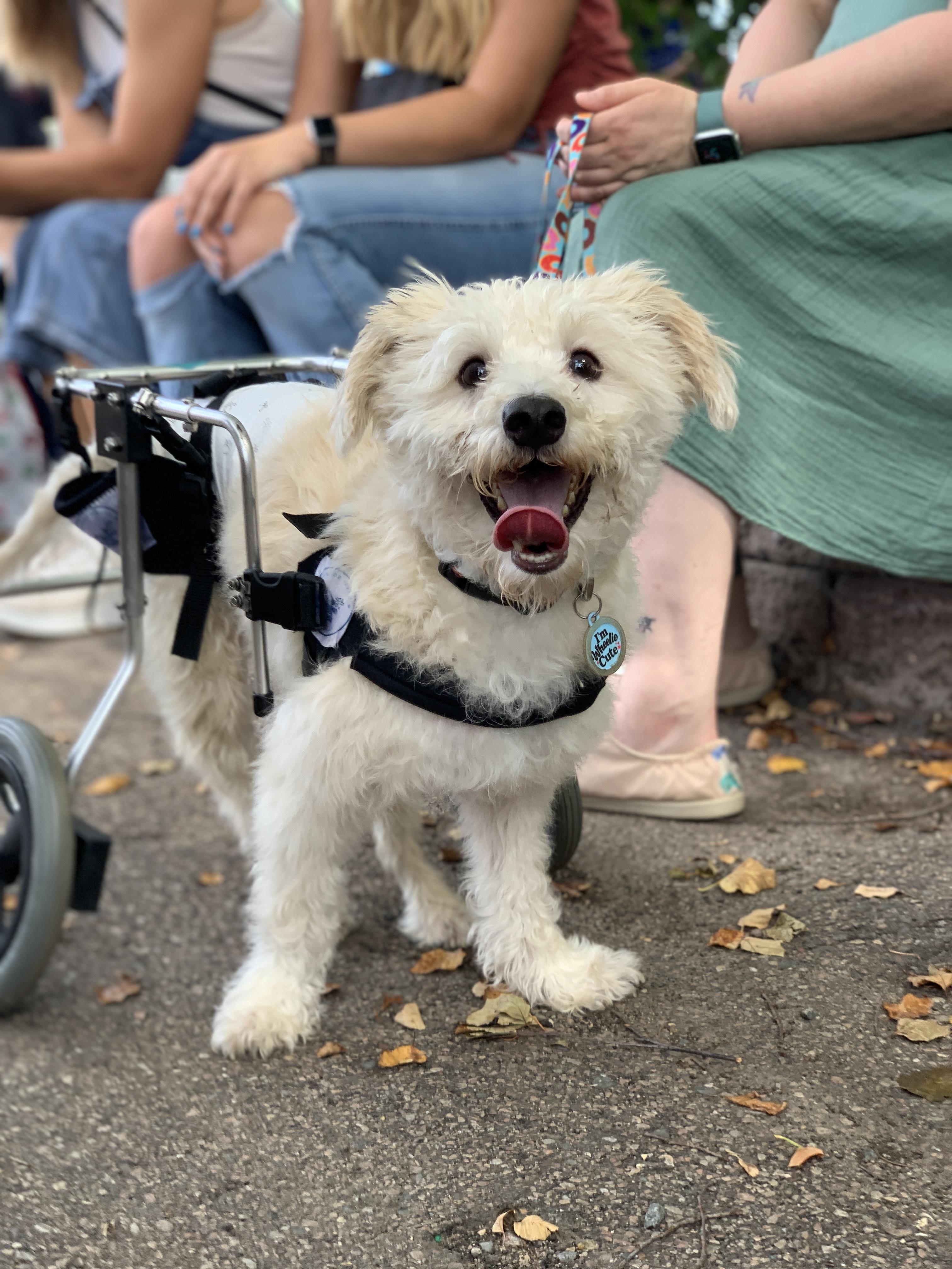 Owen, a Adoptable mixed breed in Minneapolis, MN image 4/6