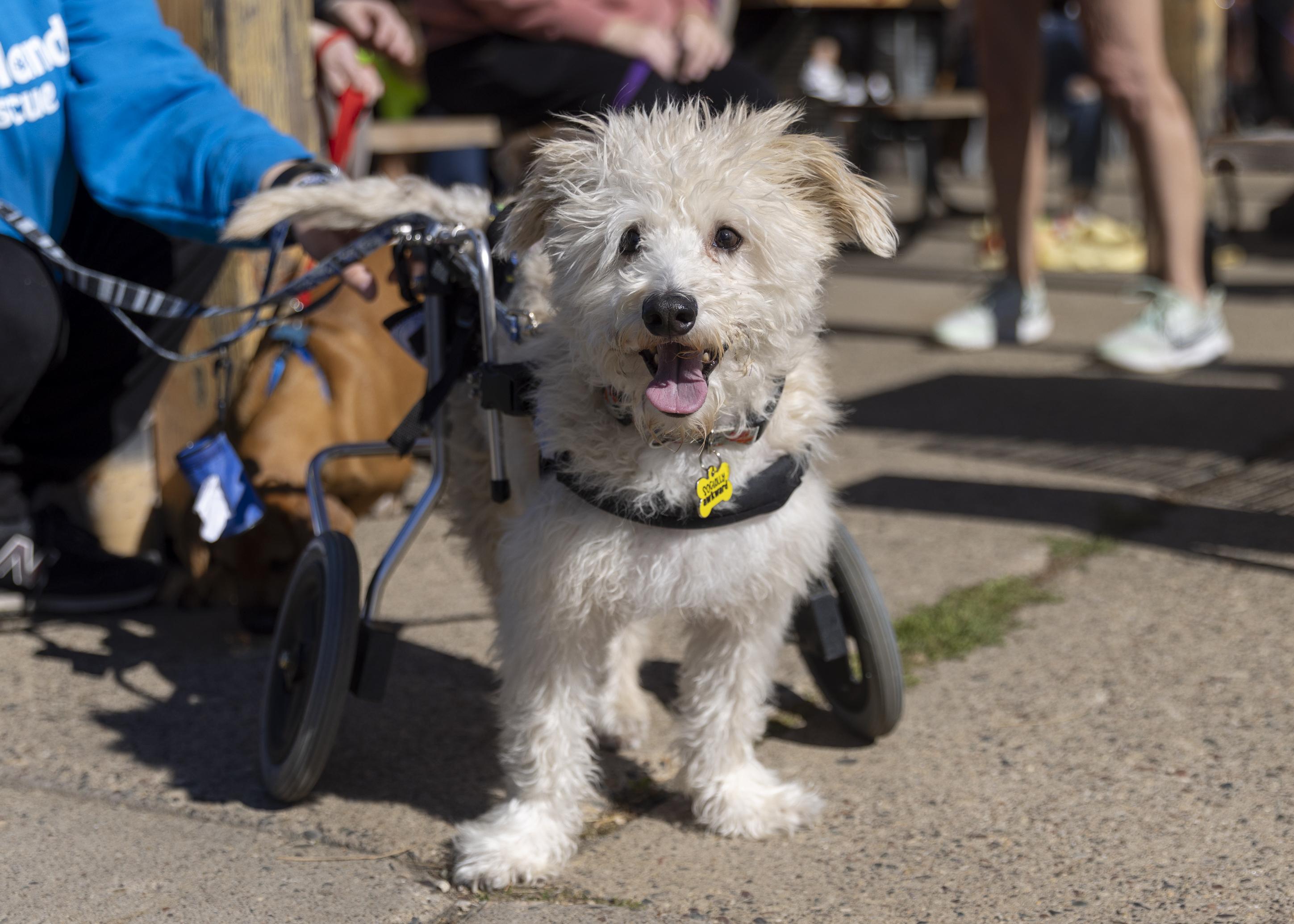 Owen, an adoptable Terrier, Mixed Breed in Minneapolis, MN, 55407 | Photo Image 3