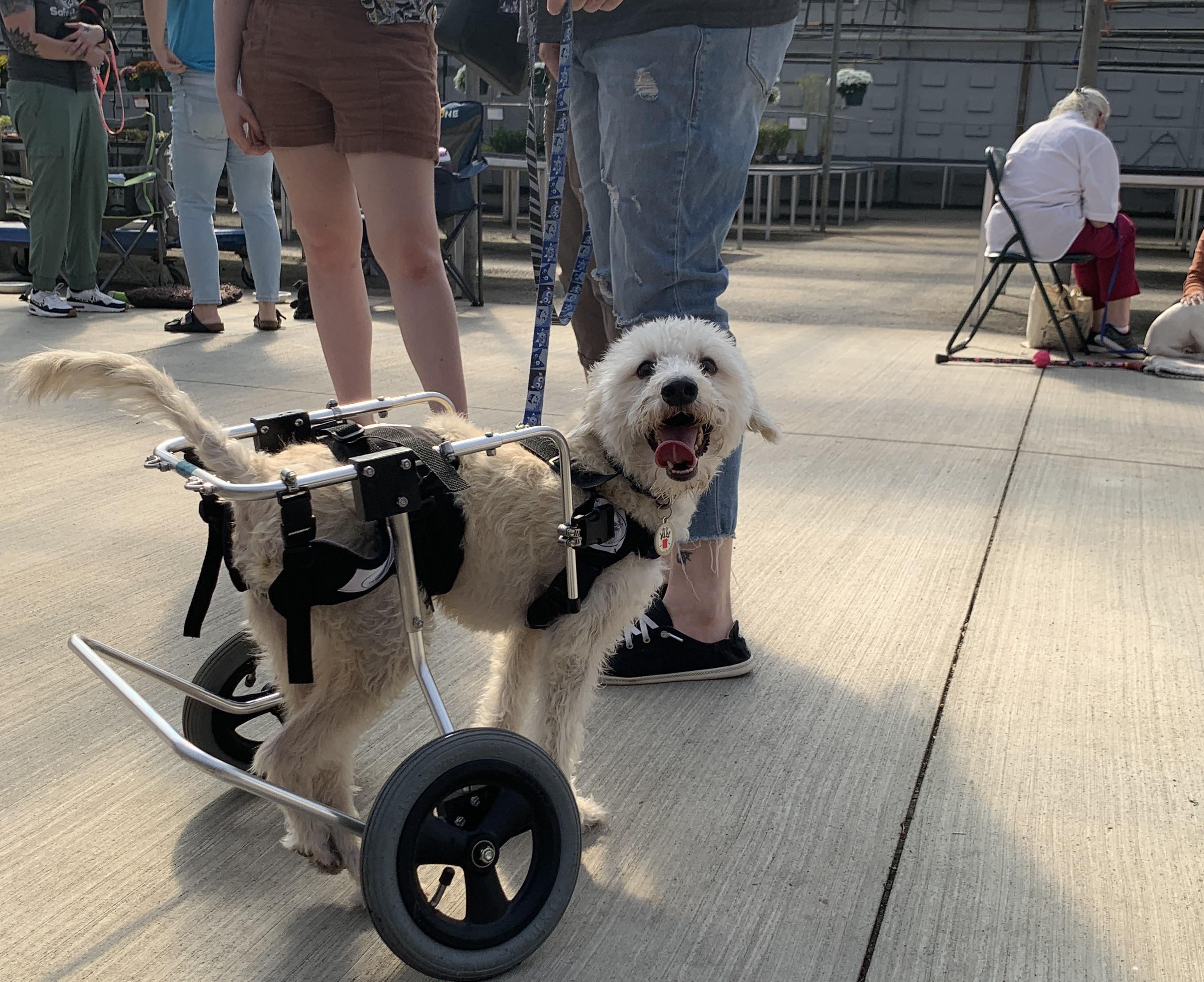 Owen, an adoptable Terrier, Mixed Breed in Minneapolis, MN, 55407 | Photo Image 4