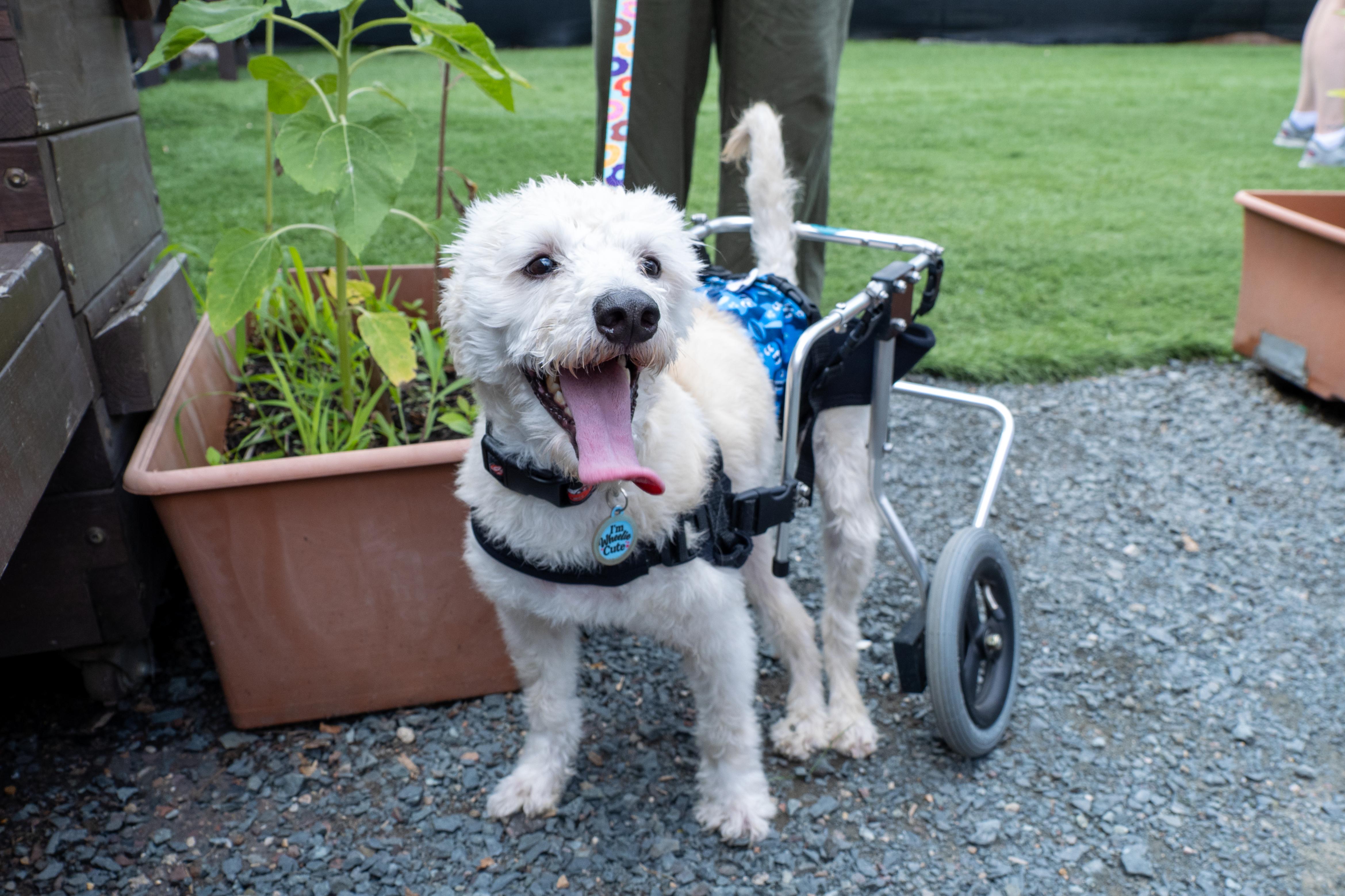 Owen, a Adoptable mixed breed in Minneapolis, MN image 5/6