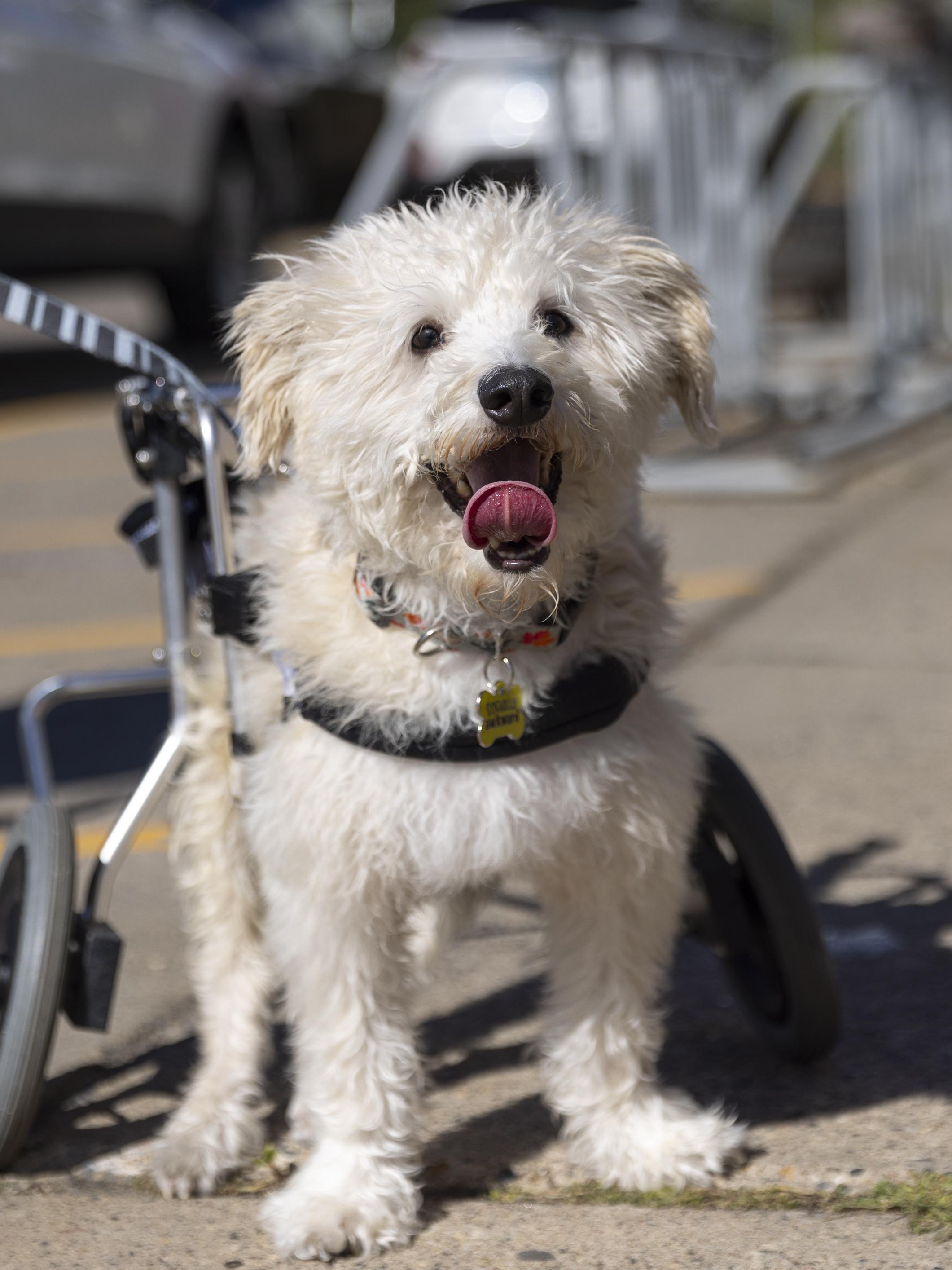 Owen, an adoptable Terrier, Mixed Breed in Minneapolis, MN, 55407 | Photo Image 4