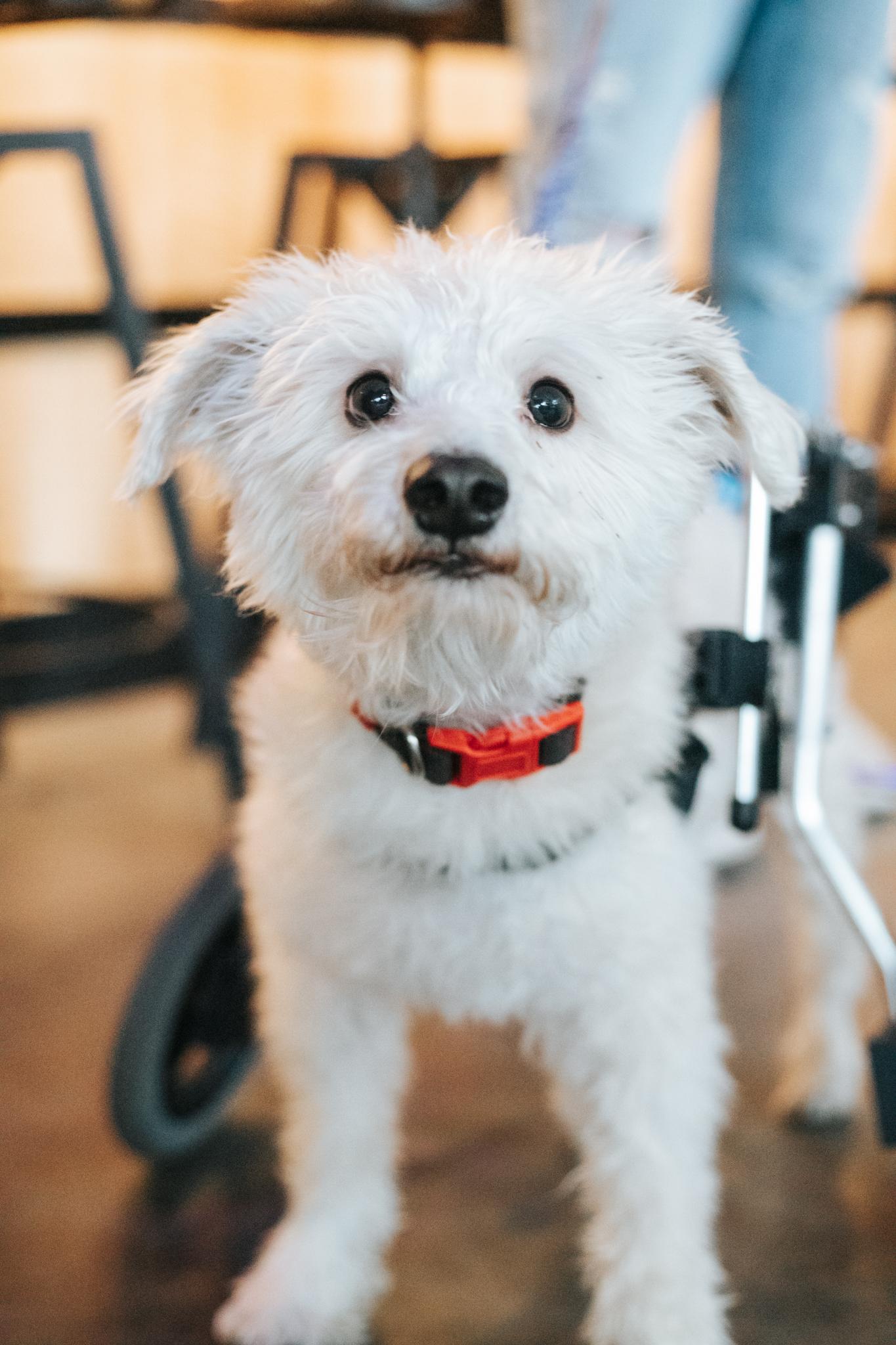 Owen, an adoptable Terrier, Mixed Breed in Minneapolis, MN, 55407 | Photo Image 3