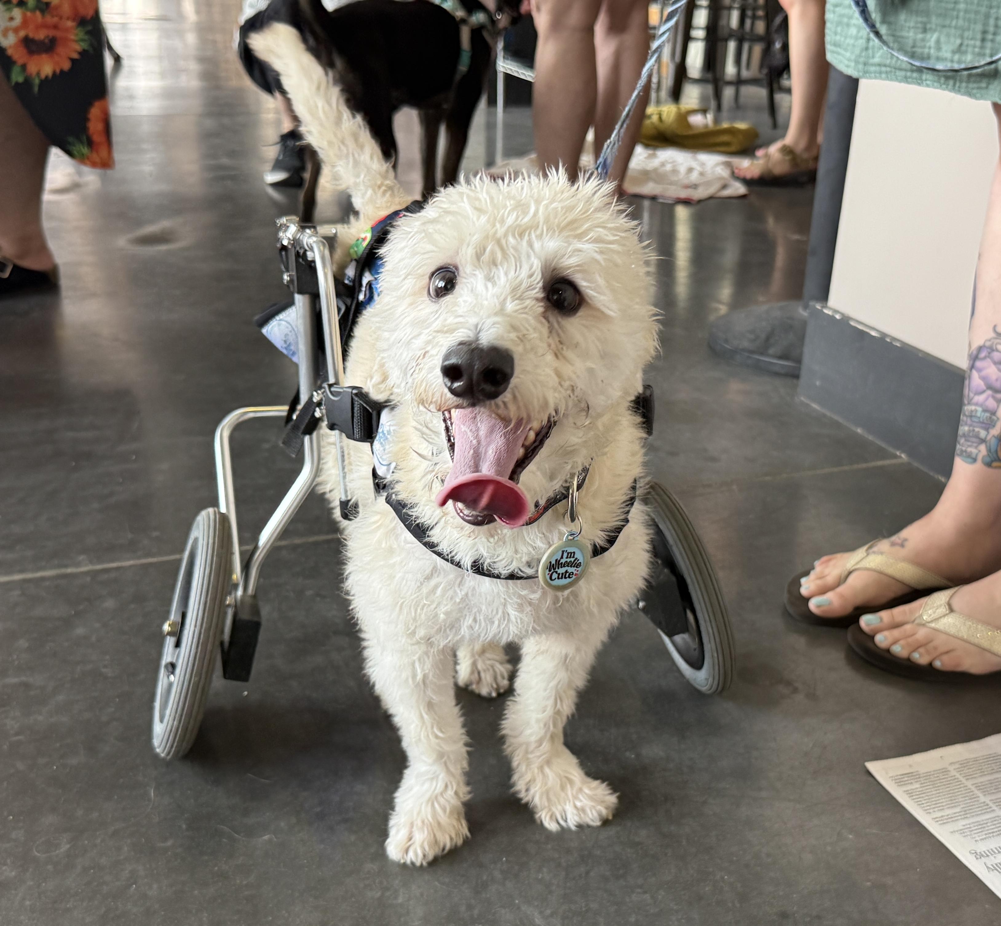 Owen, an adoptable Terrier, Mixed Breed in Minneapolis, MN, 55407 | Photo Image 2