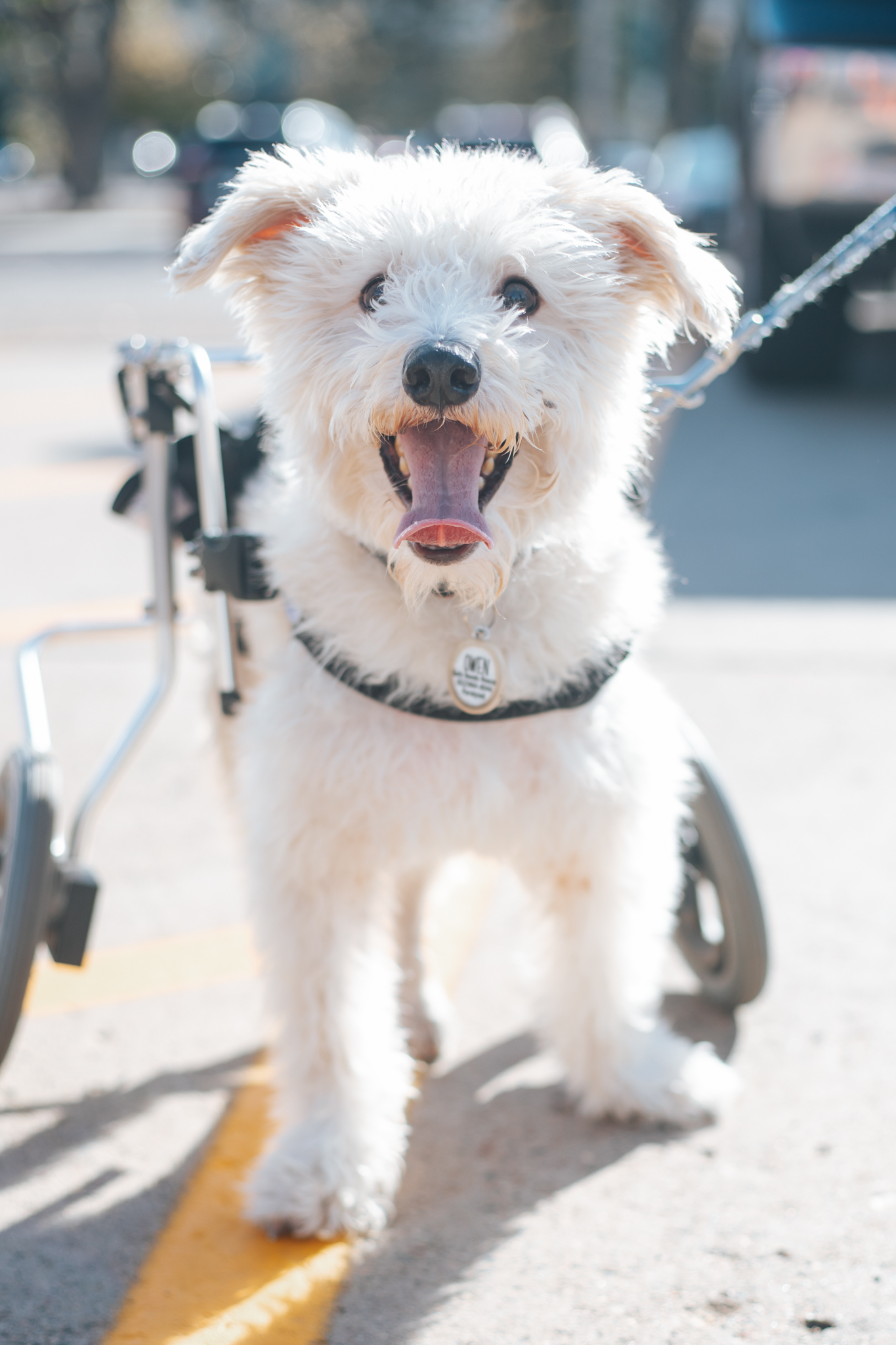 Owen, an adoptable Terrier, Mixed Breed in Minneapolis, MN, 55407 | Photo Image 2