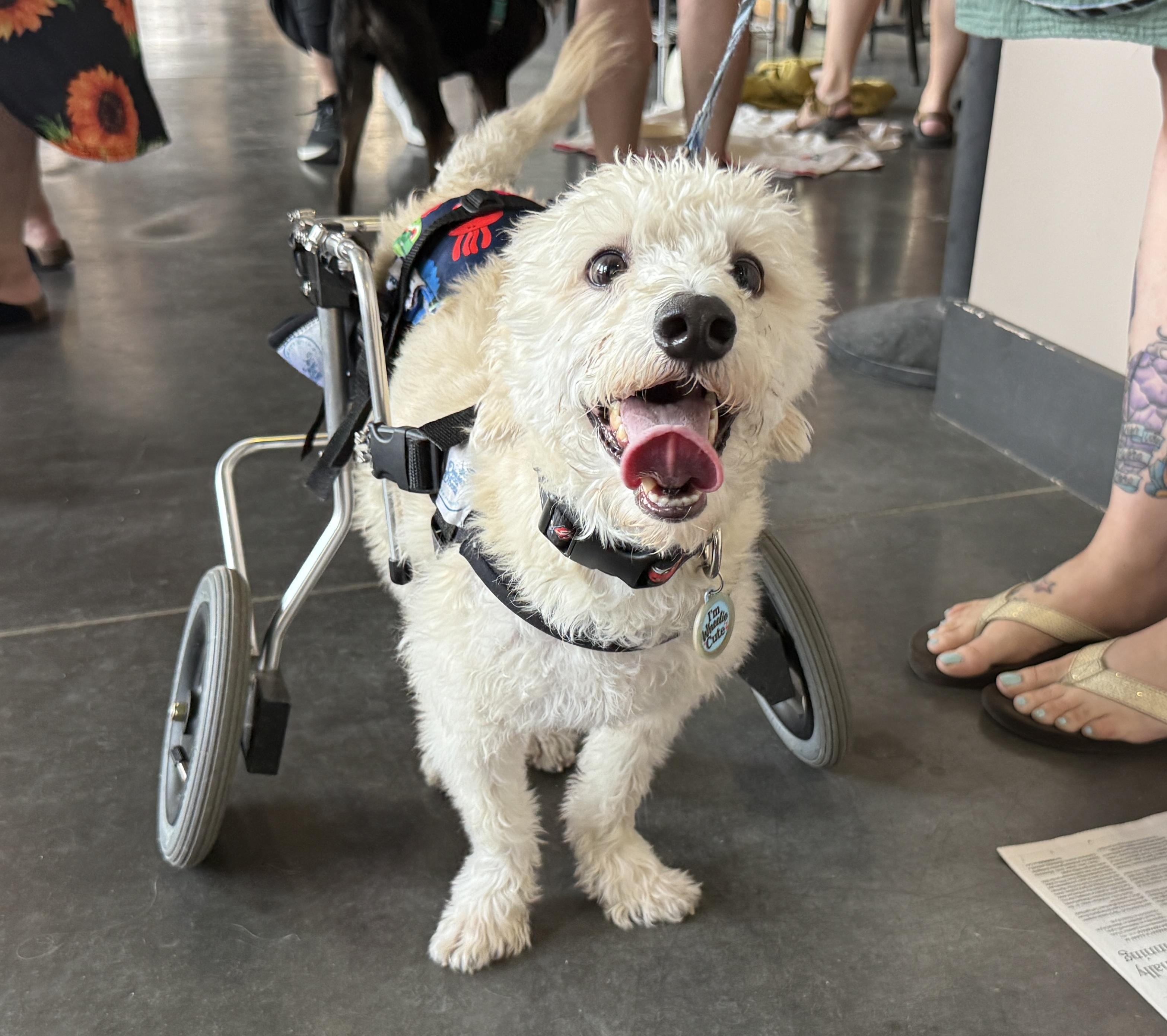 Owen, an adoptable Terrier, Mixed Breed in Minneapolis, MN, 55407 | Photo Image 1