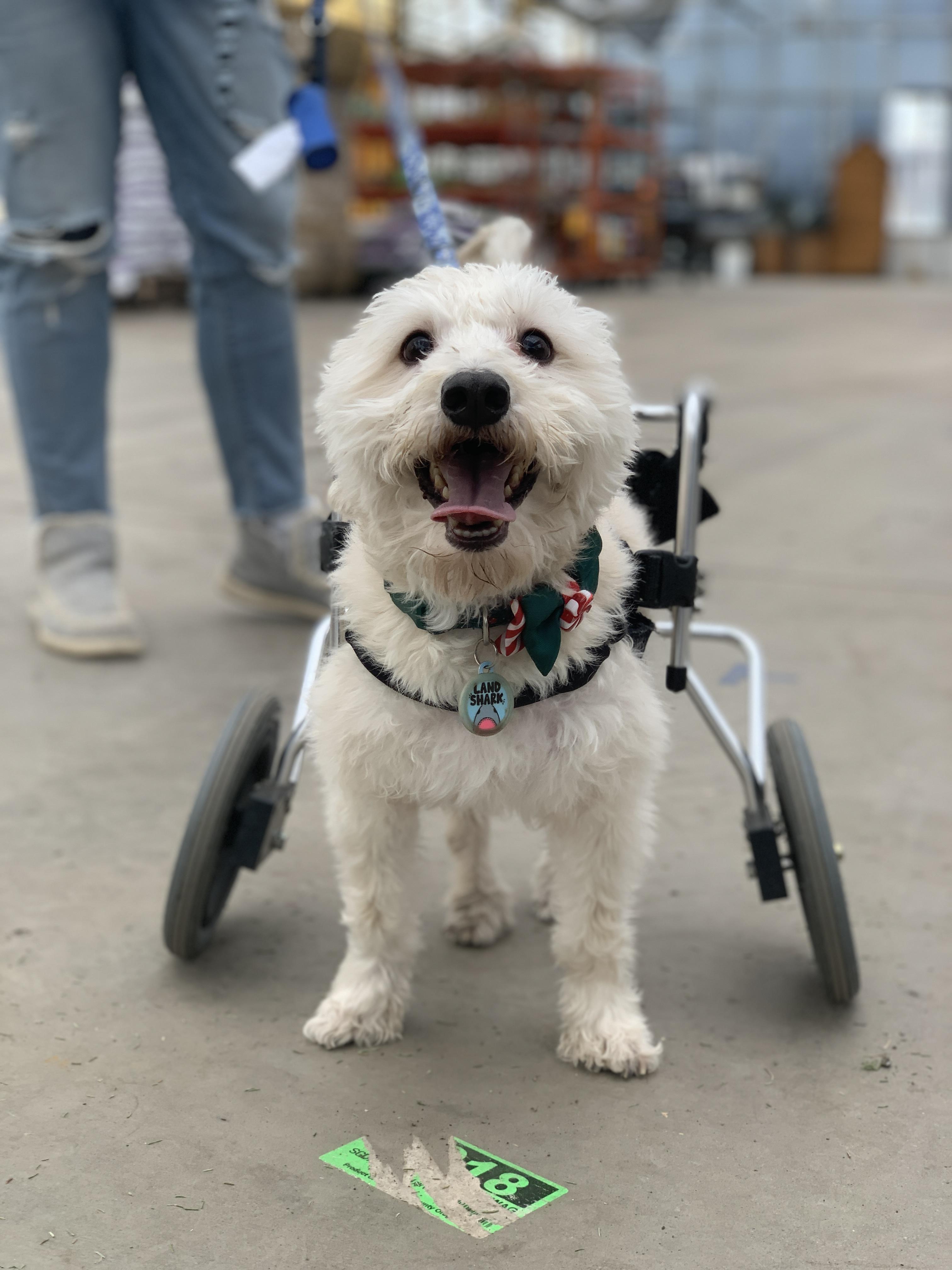 Enlarge Owen, a Adoptable mixed breed in Minneapolis, MN image 5/6