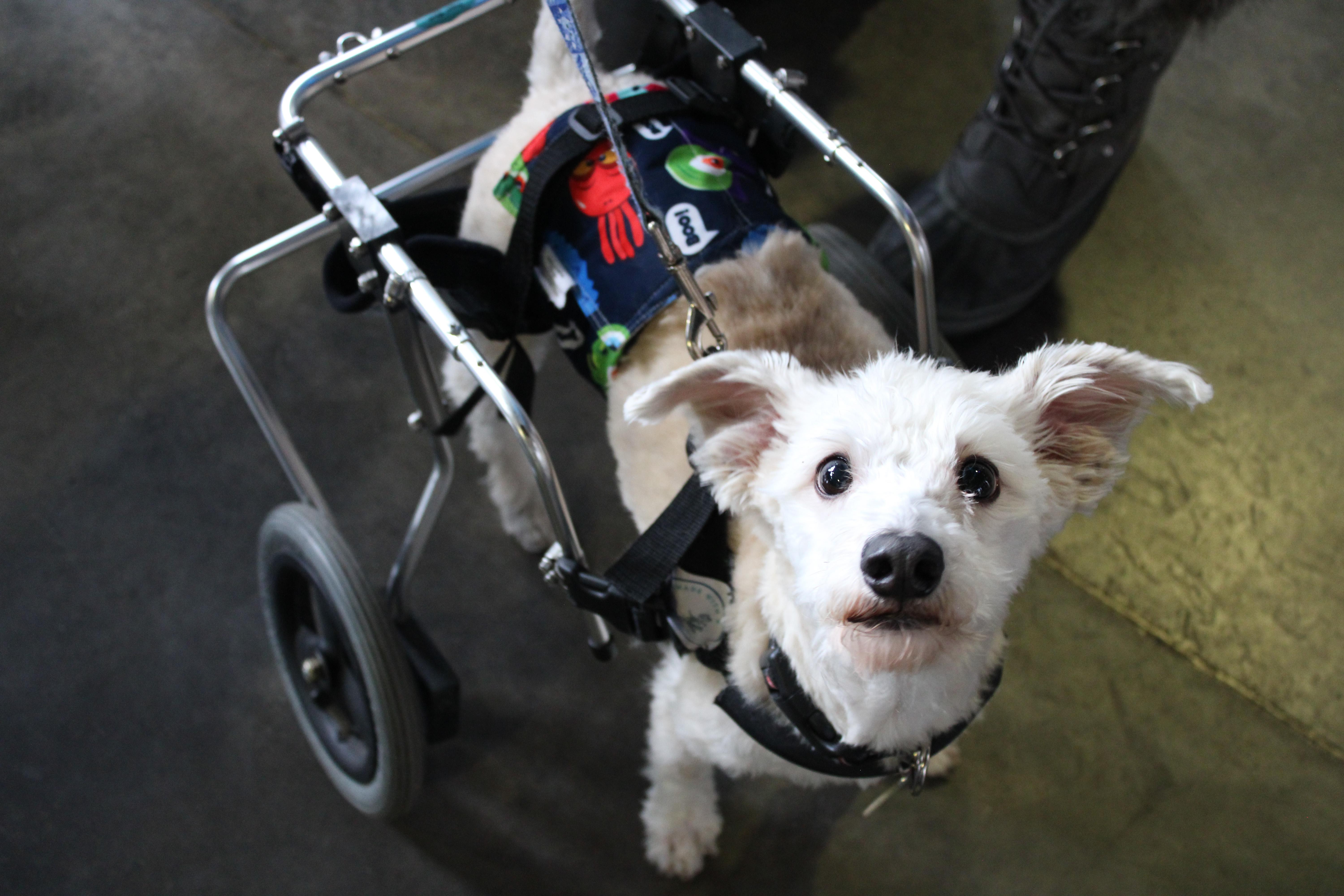 Enlarge Owen, a Adoptable mixed breed in Minneapolis, MN image 3/6