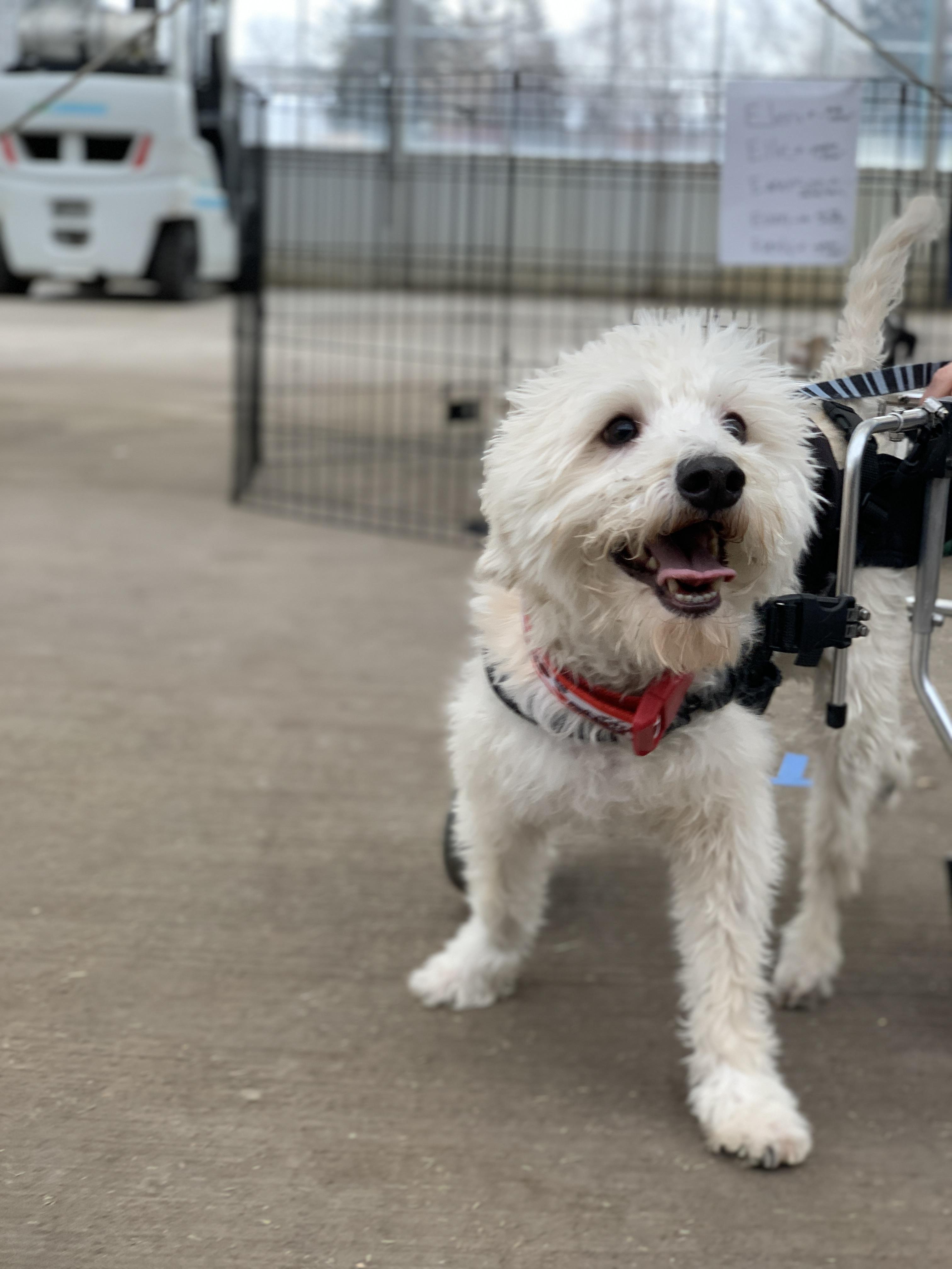 Enlarge Owen, a Adoptable mixed breed in Minneapolis, MN image 6/6