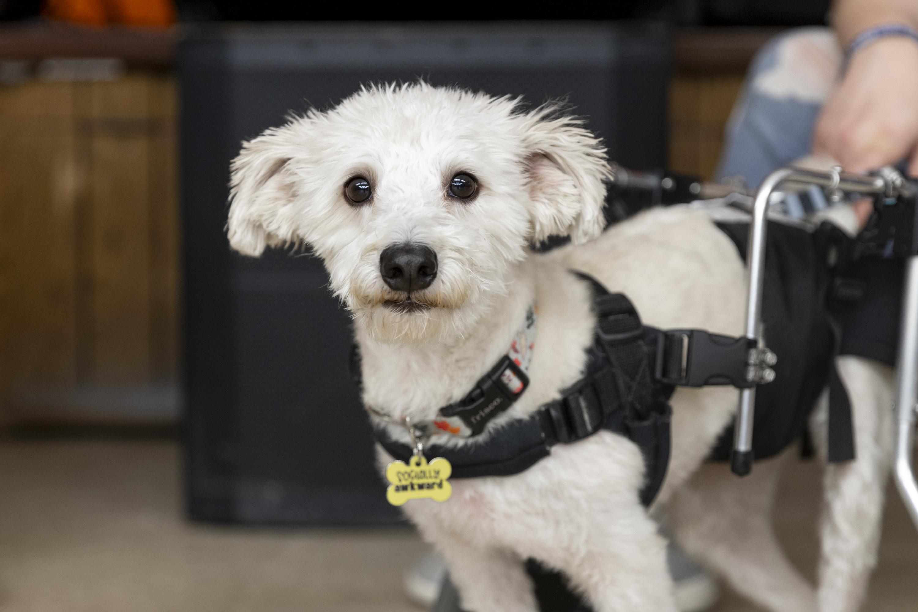 Owen, a Adoptable mixed breed in Minneapolis, MN image 2/6