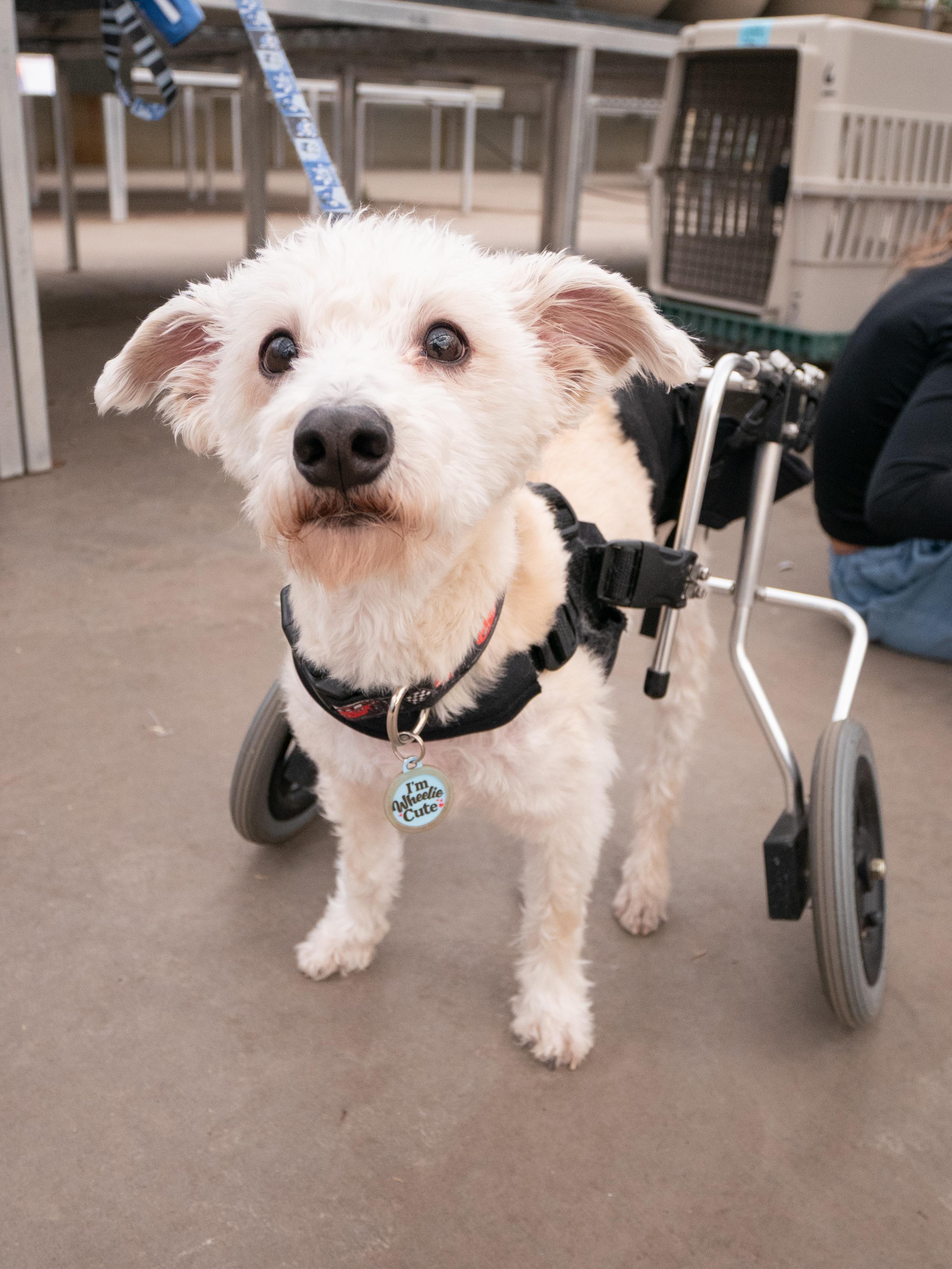 Enlarge Owen, a Adoptable mixed breed in Minneapolis, MN image 2/6