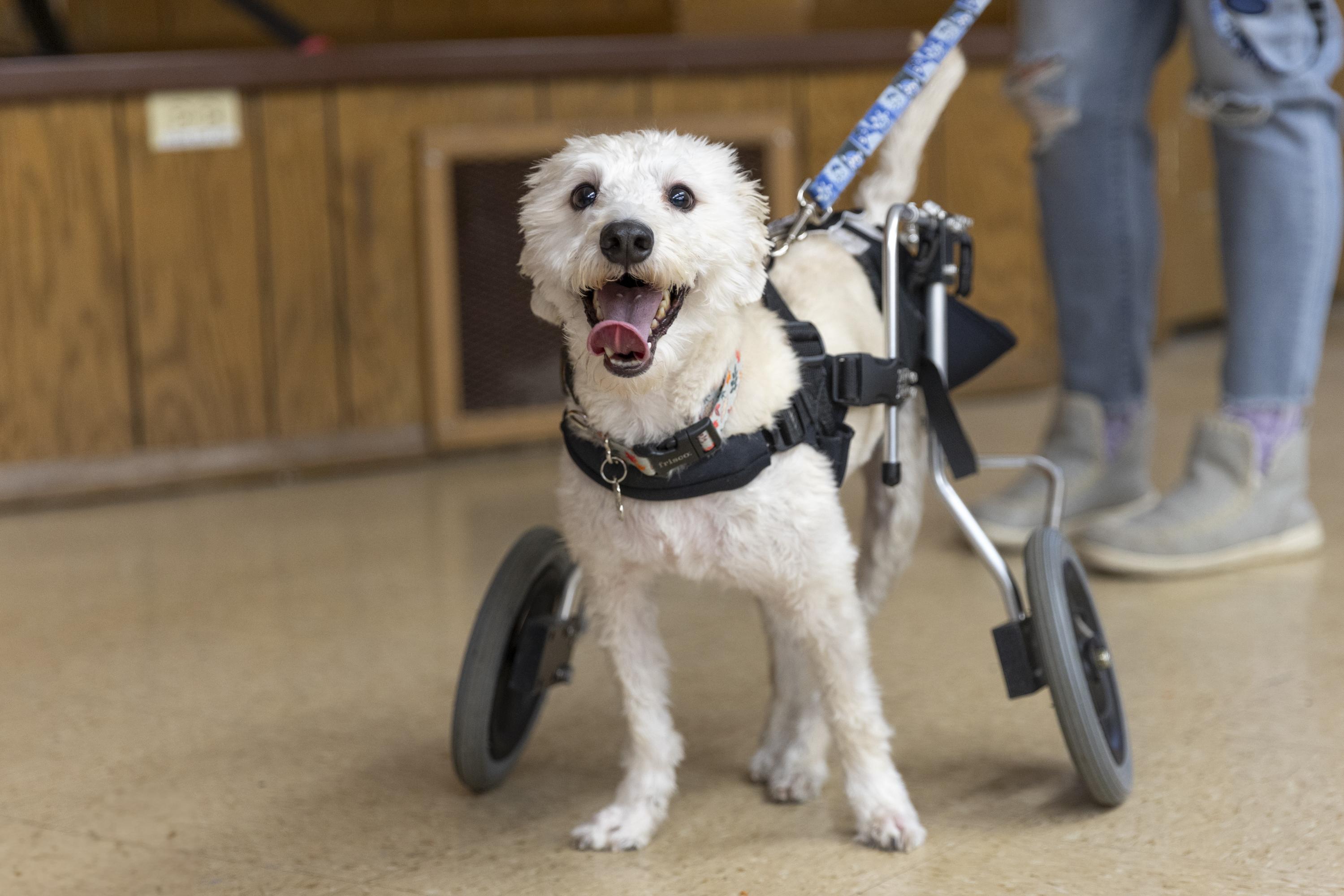 Owen, a Adoptable mixed breed in Minneapolis, MN image 1/6