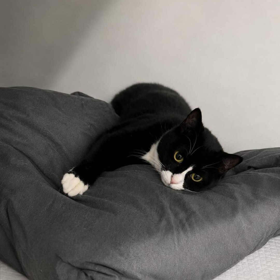 Enlarge Penelope aka Penny, a Adopted Tuxedo in North Bergen, NJ image 4/4