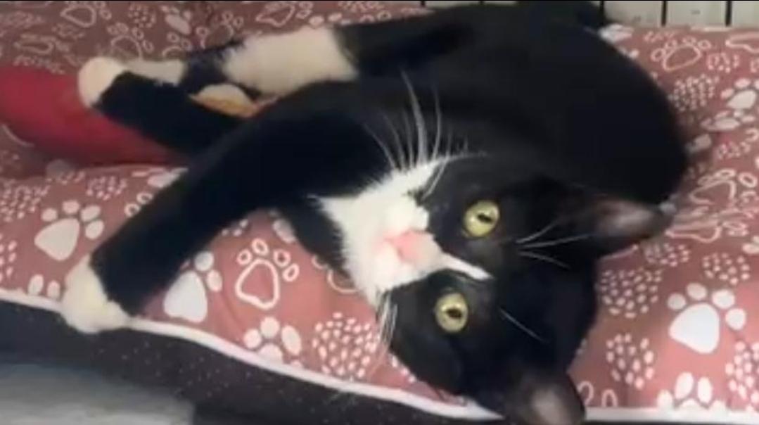 Enlarge Penelope aka Penny, a Adopted Tuxedo in North Bergen, NJ image 3/4