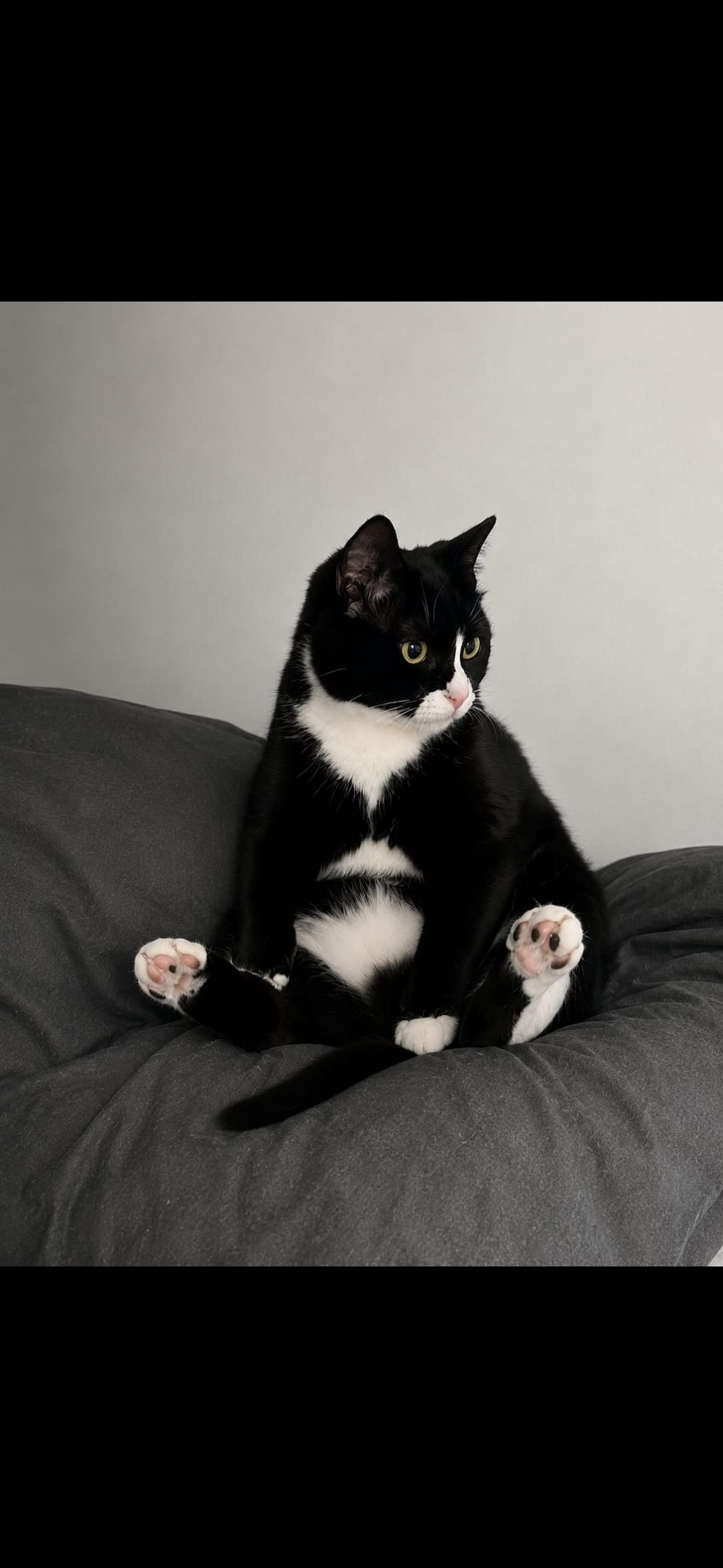 Enlarge Penelope aka Penny, a Adopted Tuxedo in North Bergen, NJ image 2/4