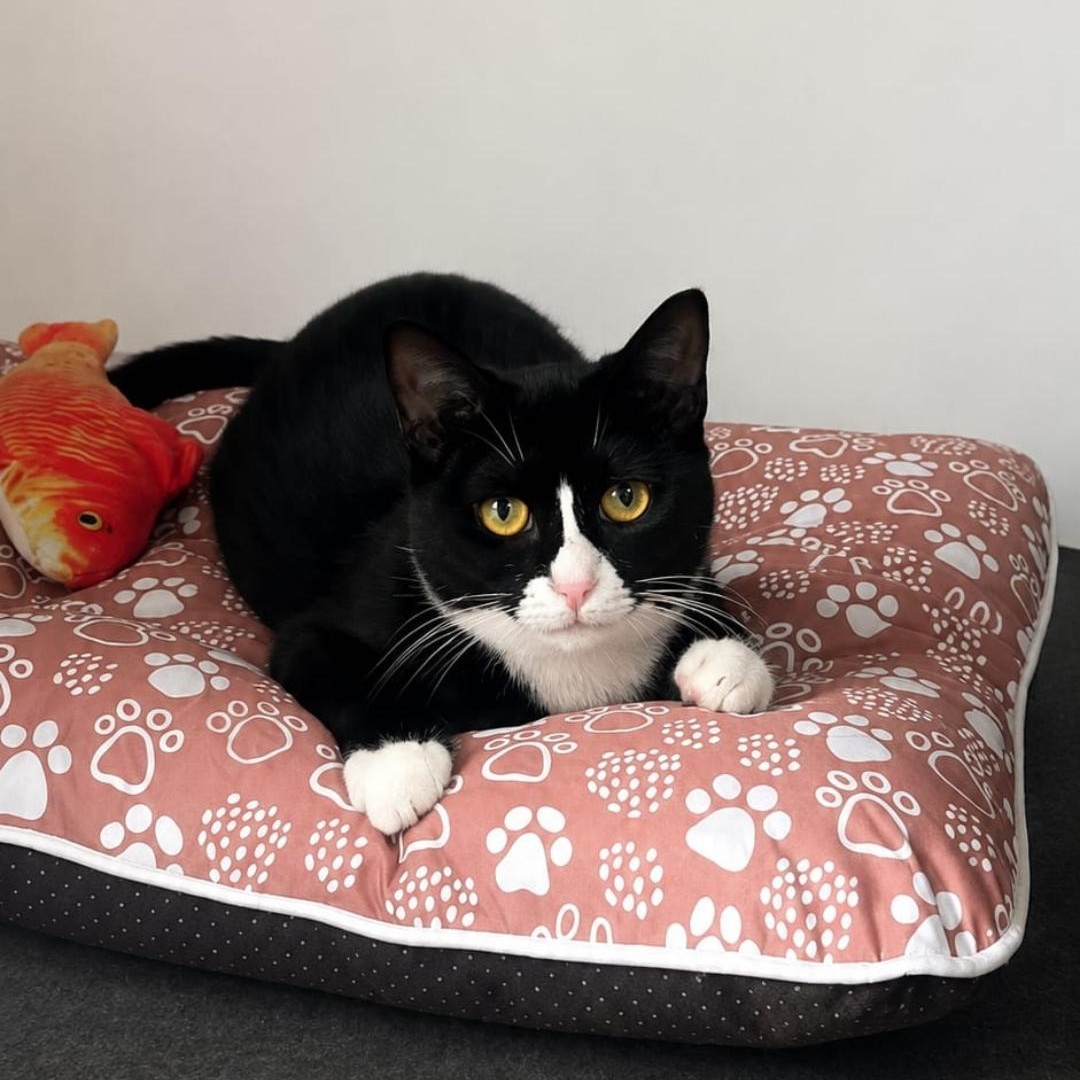 Penelope aka Penny, Adopted, Kitten Female Tuxedo.