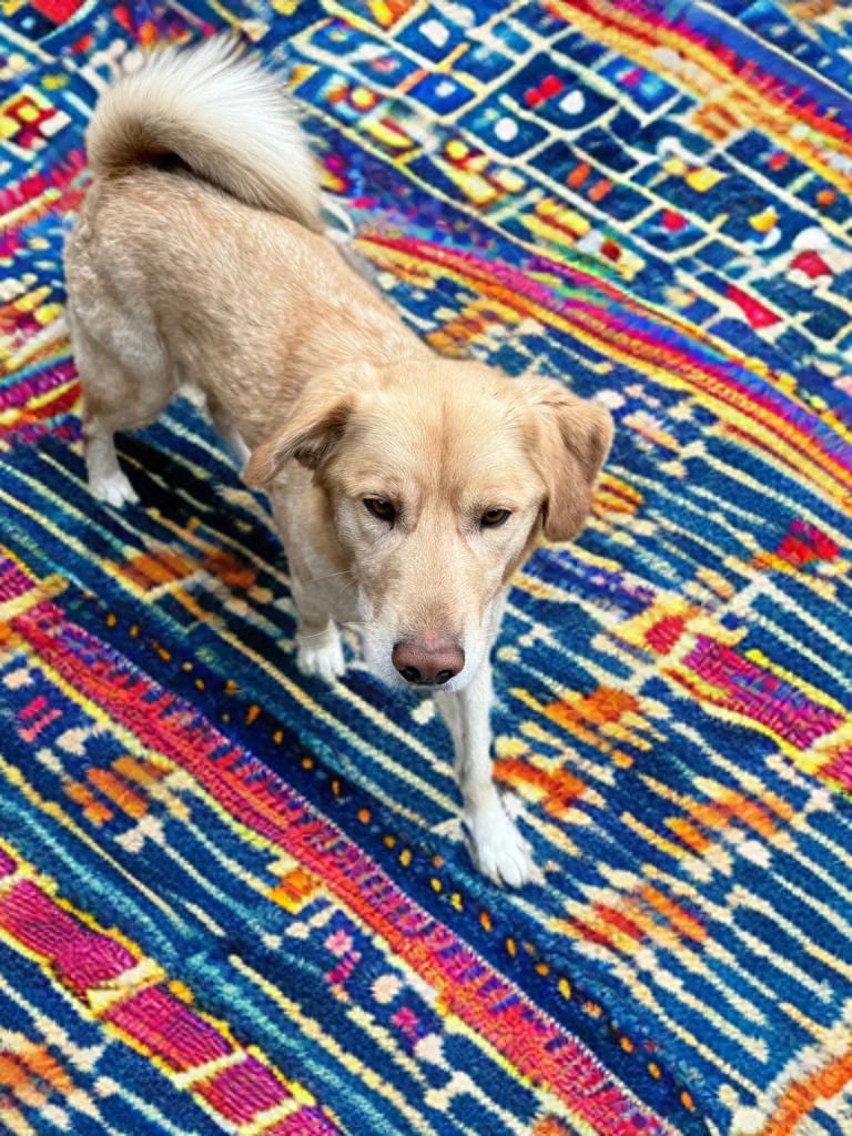 Enlarge Simba, an adopted mixed breed in Grove city, OH image 1/3