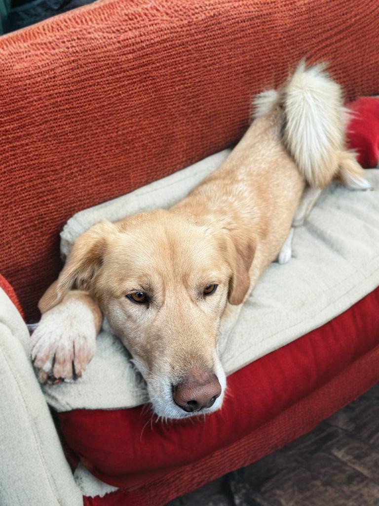 Enlarge Simba, an adopted mixed breed in Grove city, OH image 2/3