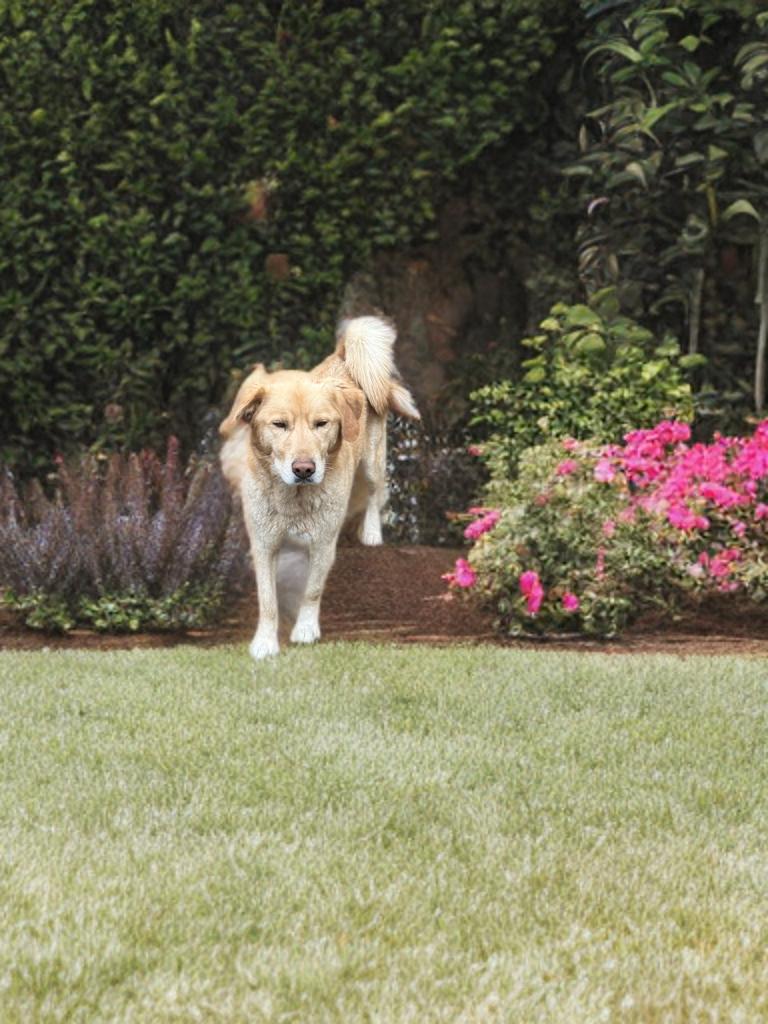 Enlarge Simba, an adopted mixed breed in Grove city, OH image 3/3